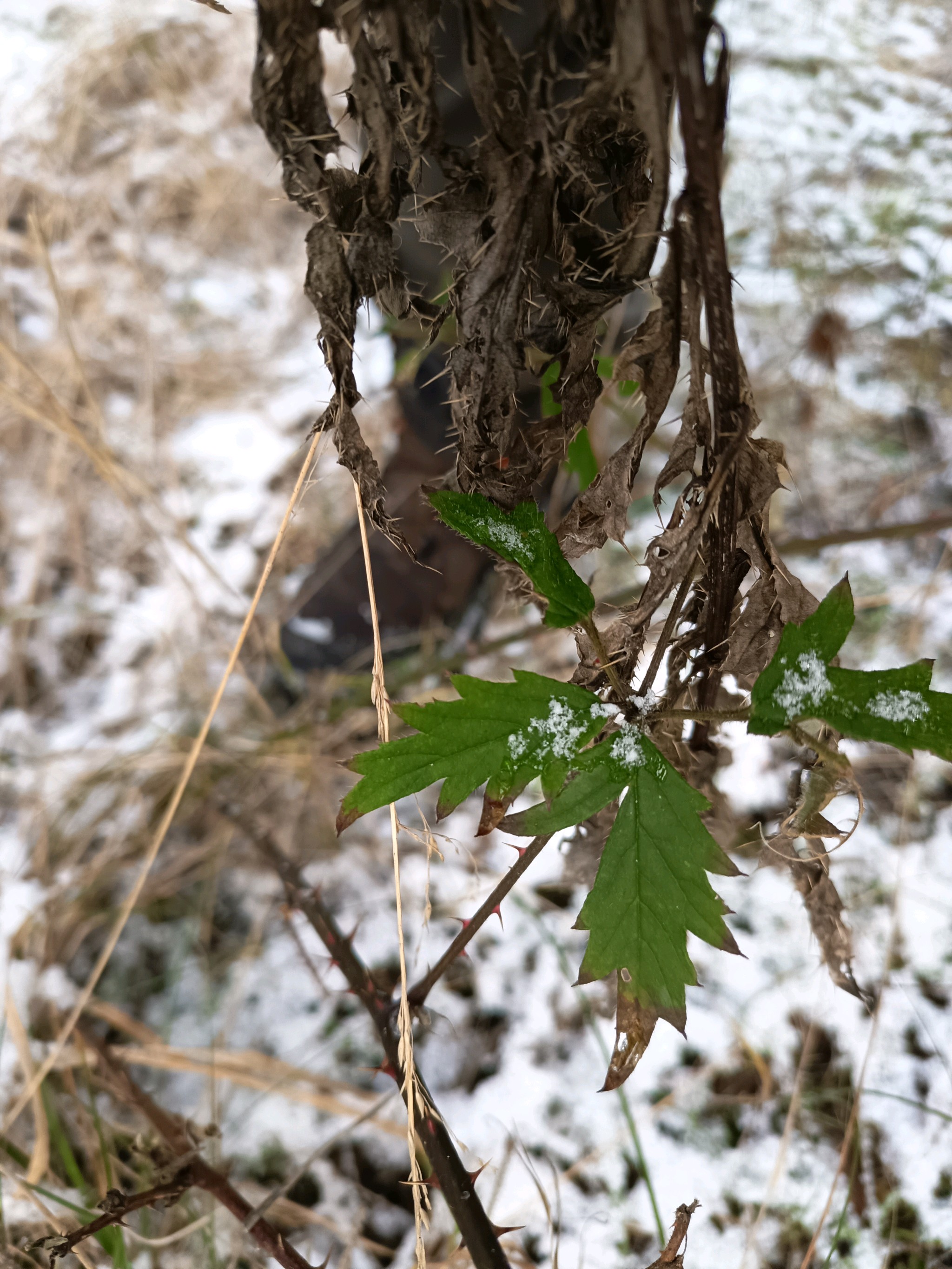 Rubus (brambles)