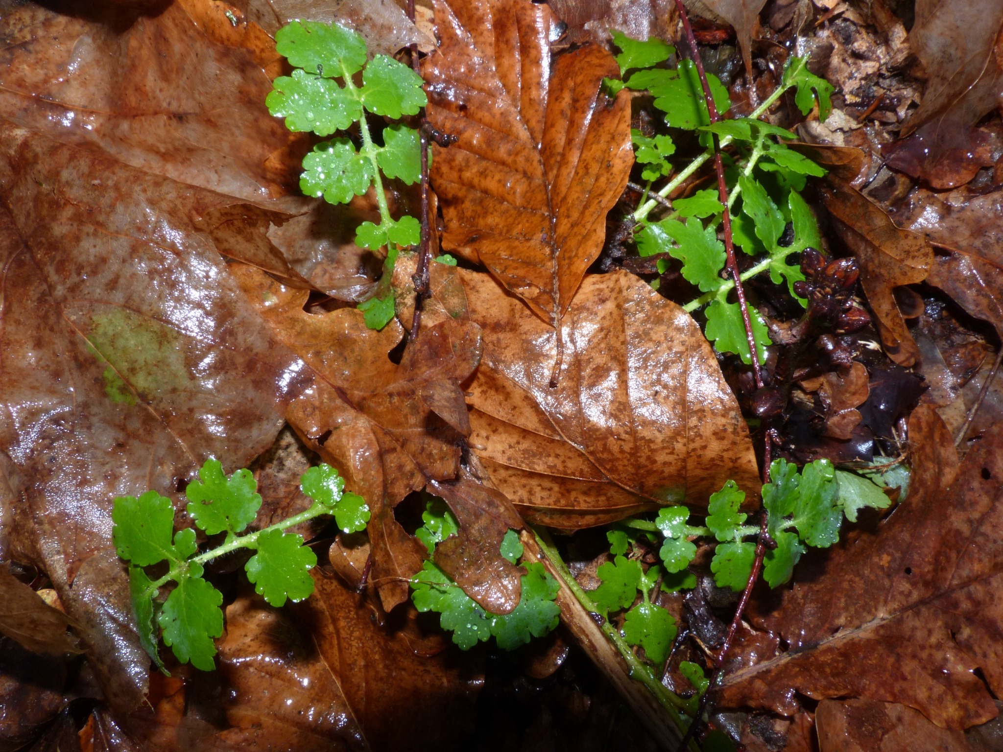 Chelidonium majus (Greater celandine) (alternate view 12)