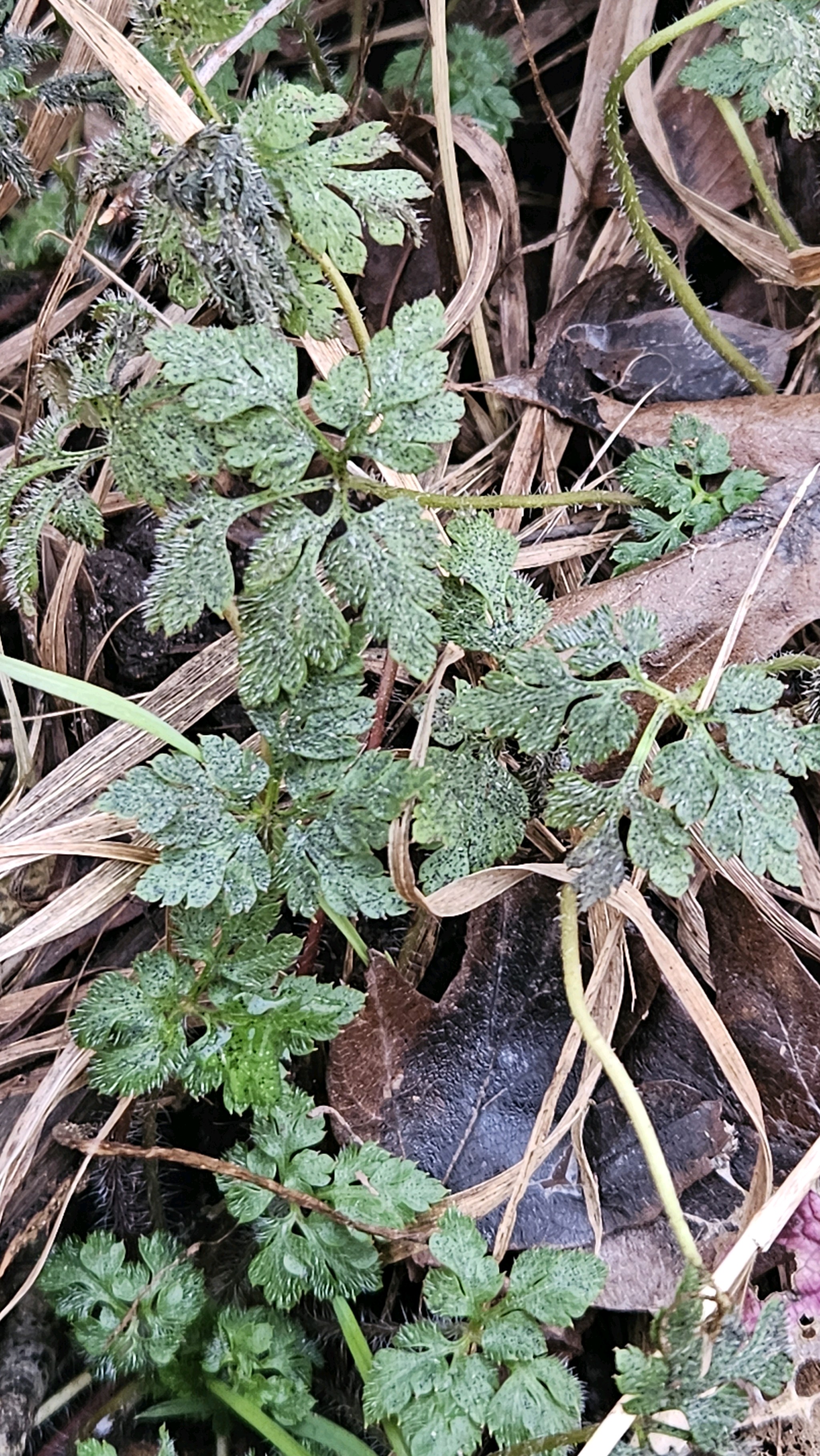 Geranium robertianum (herb-Robert, stinky Bob) (alternate view 13)