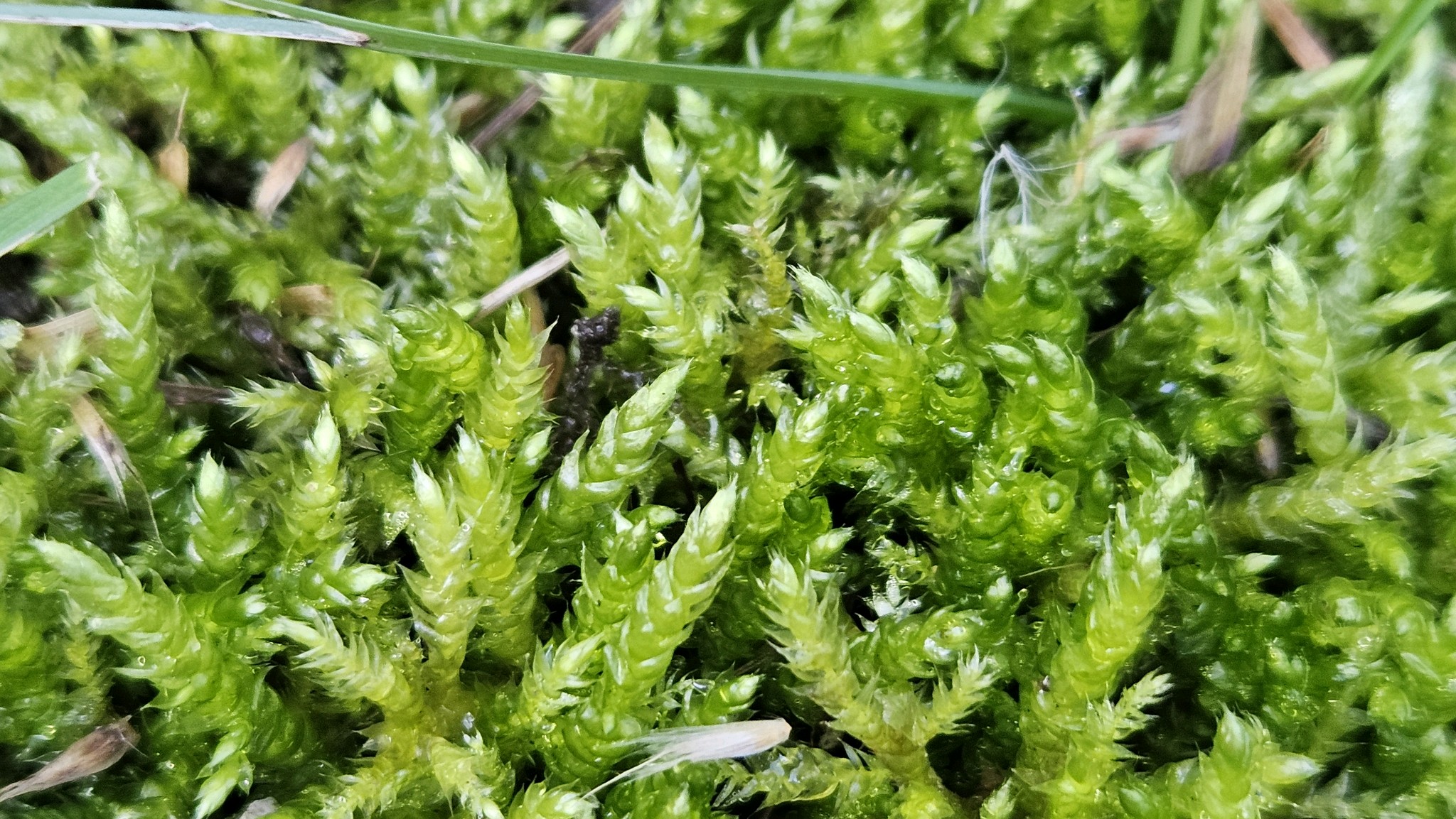 Brachythecium
