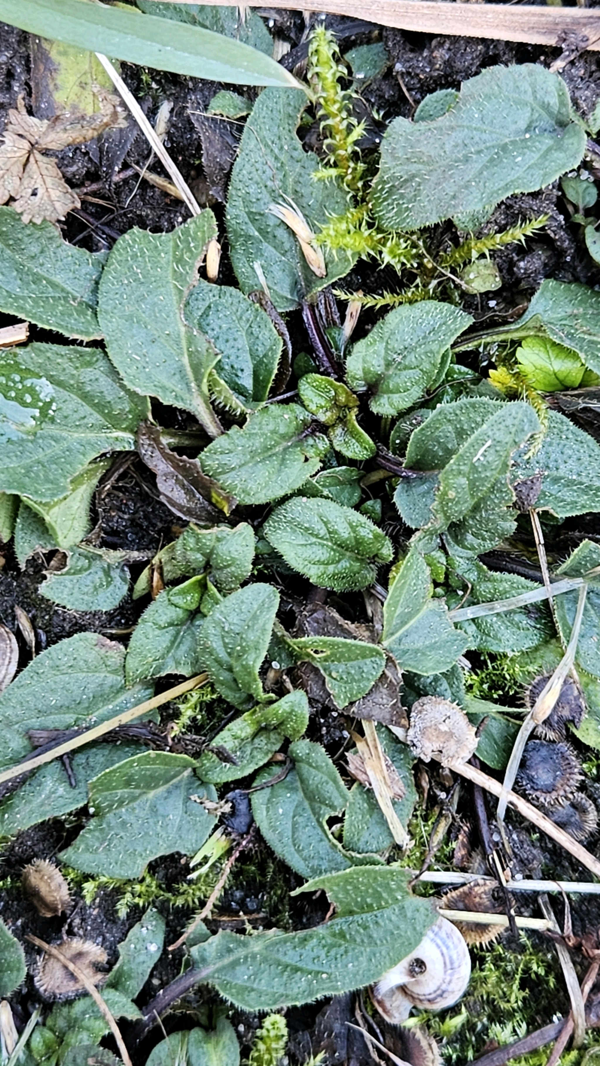 Prunella vulgaris (self heal) (alternate view 14)