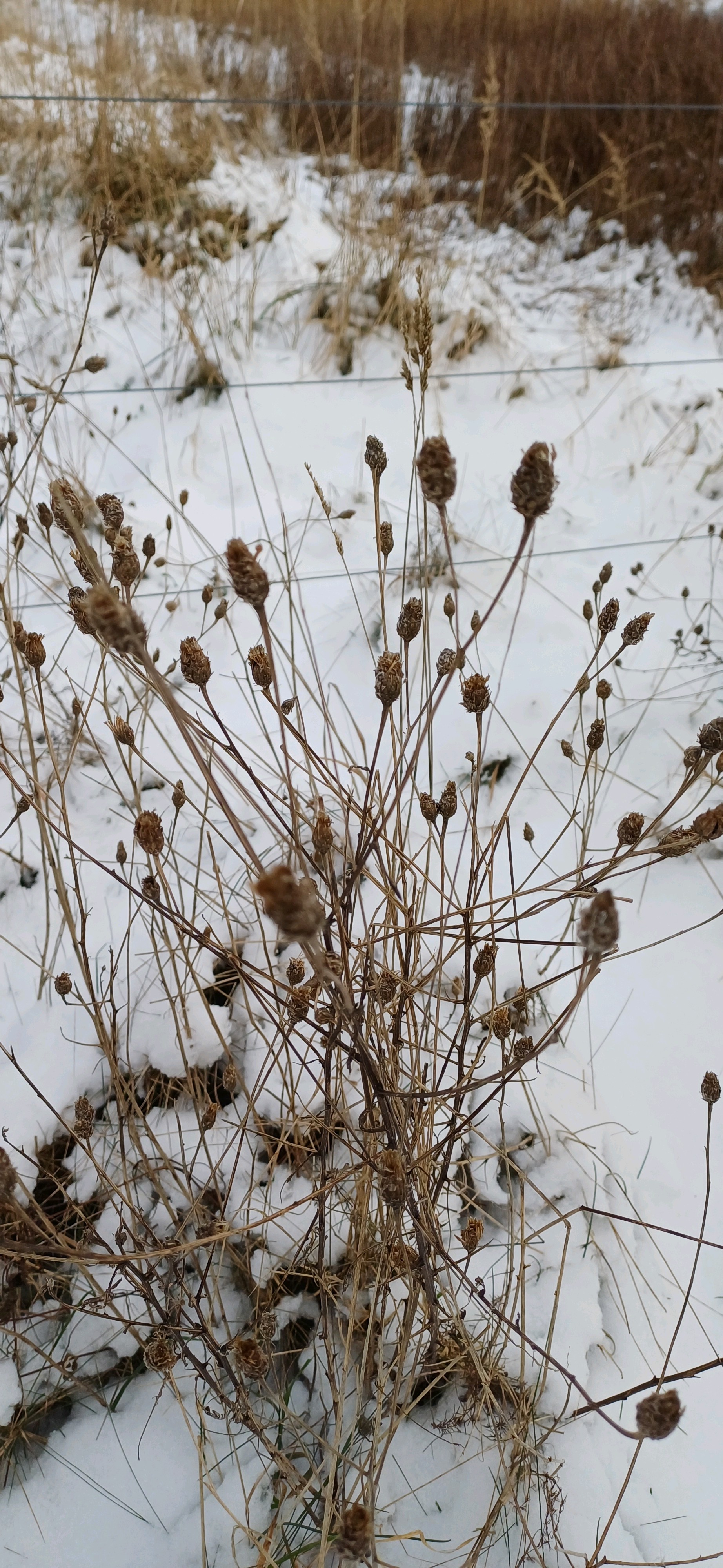 Centaurea (knapweeds) (alternate view 2)