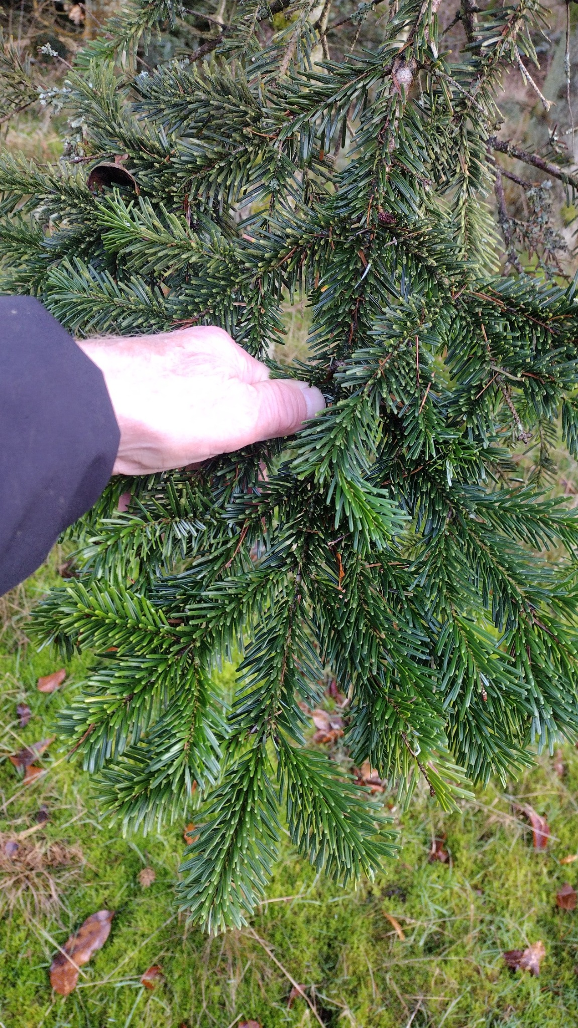 Abies (firs)