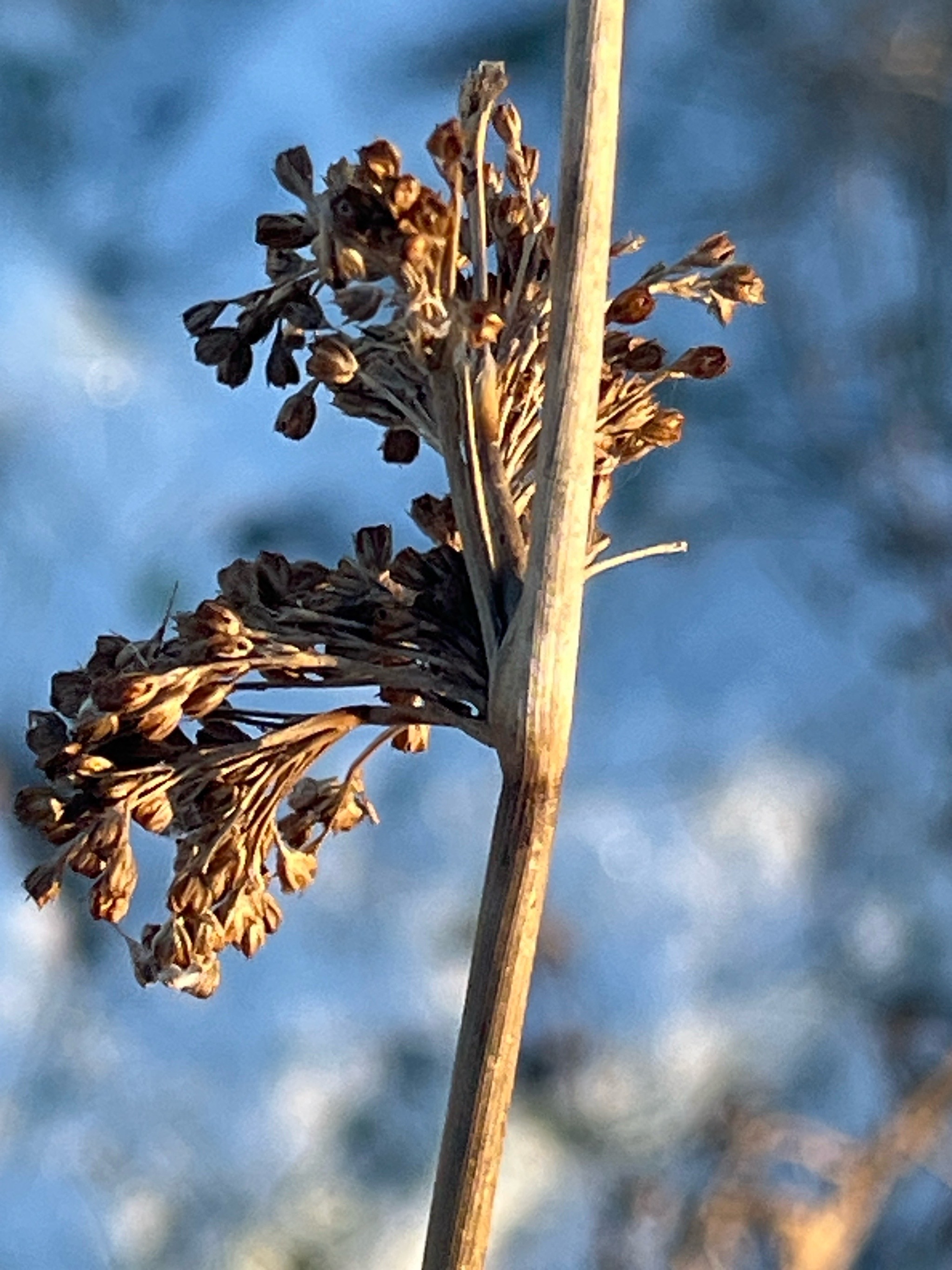 Juncus effusus (soft rush) (alternate view 11)