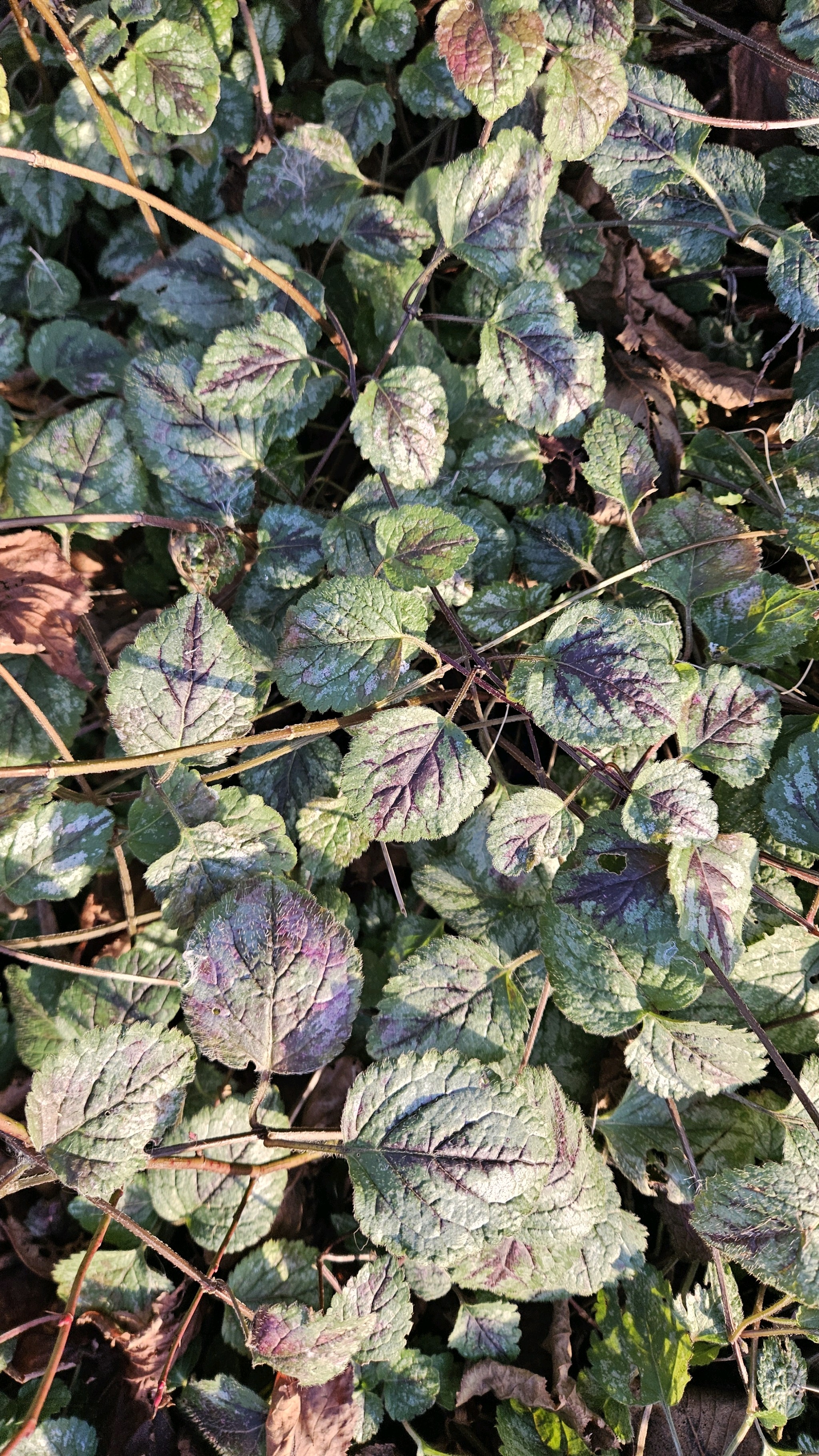 Lamiastrum galeobdolon (yellow archangel) (alternate view 3)