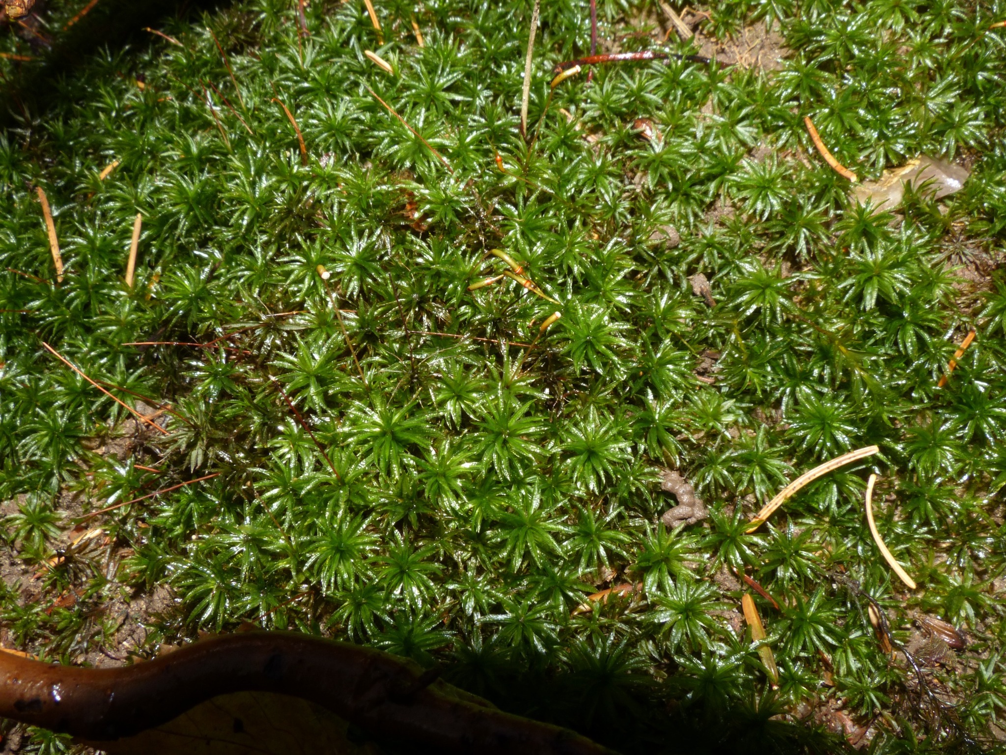Atrichum (Smoothcap Mosses) (alternate view 2)