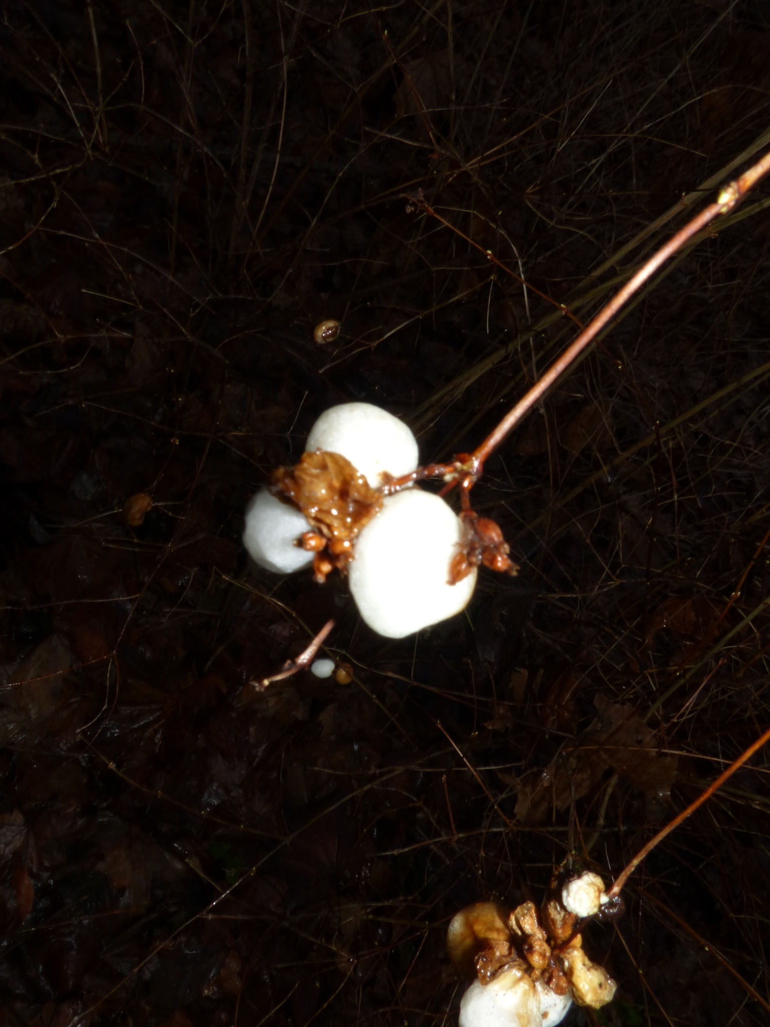 Symphoricarpos albus (snowberry) (alternate view 13)