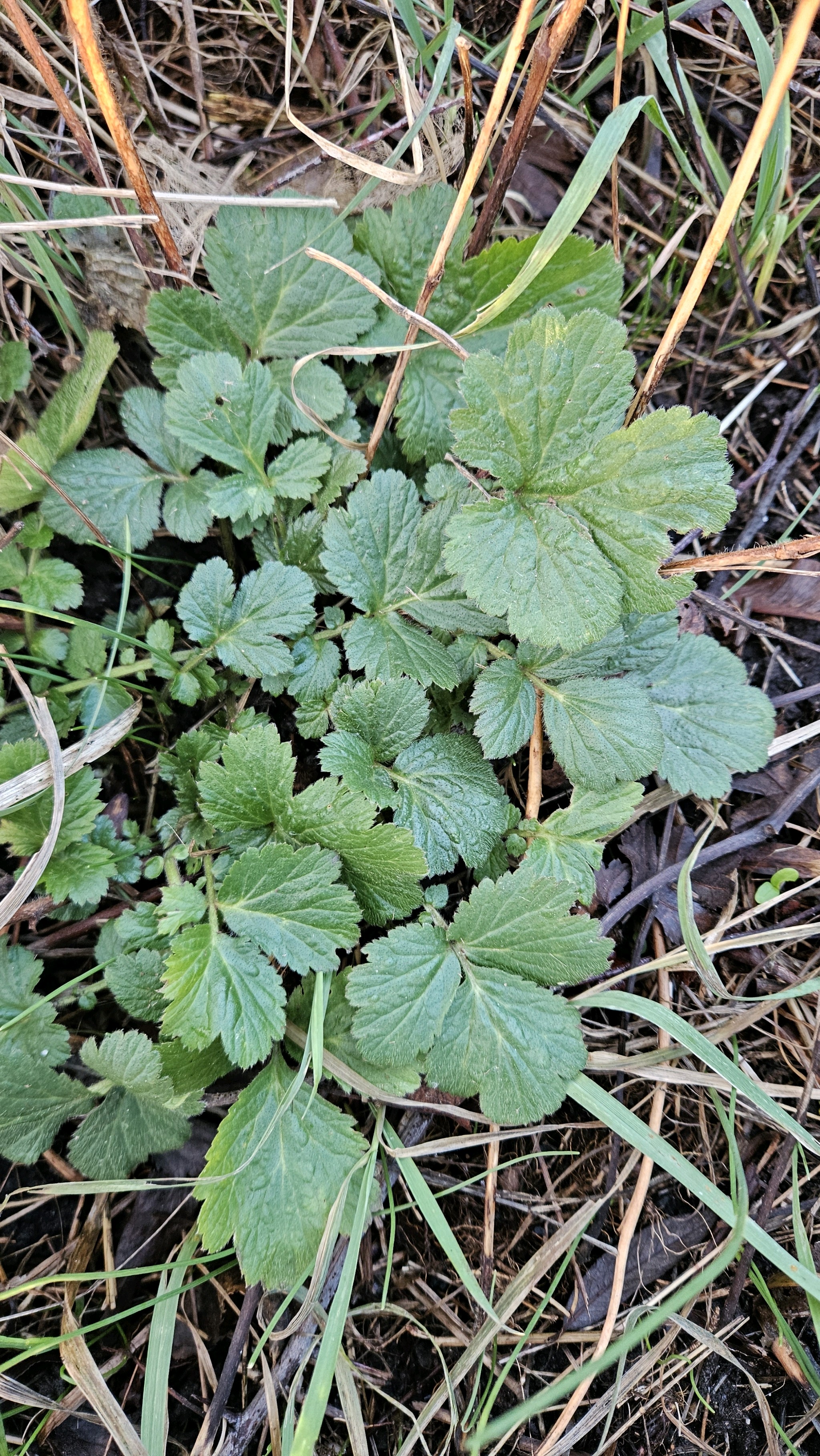 Geum (avens) (alternate view 4)