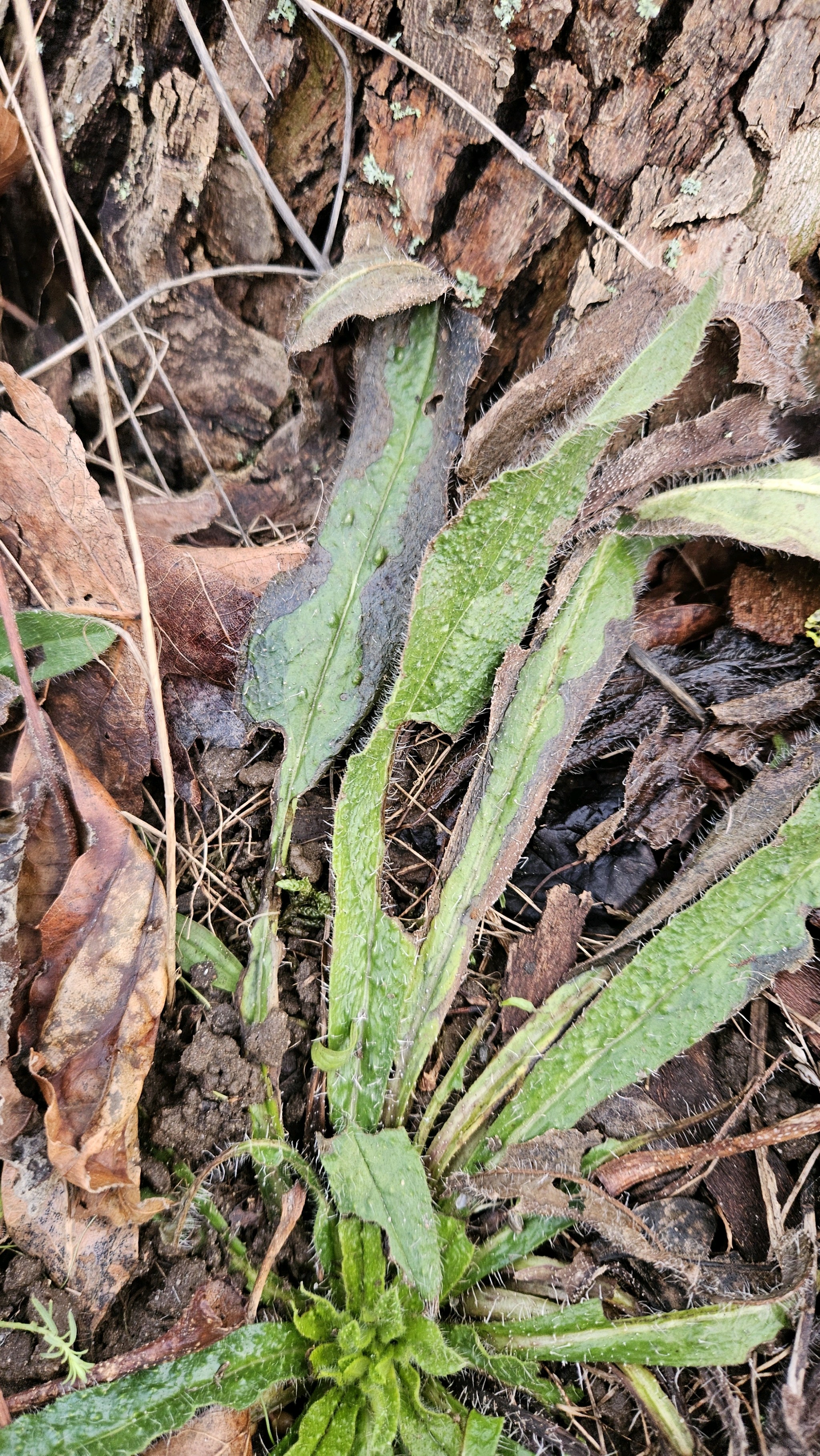 Echium (Viper's-buglosses) (alternate view 3)