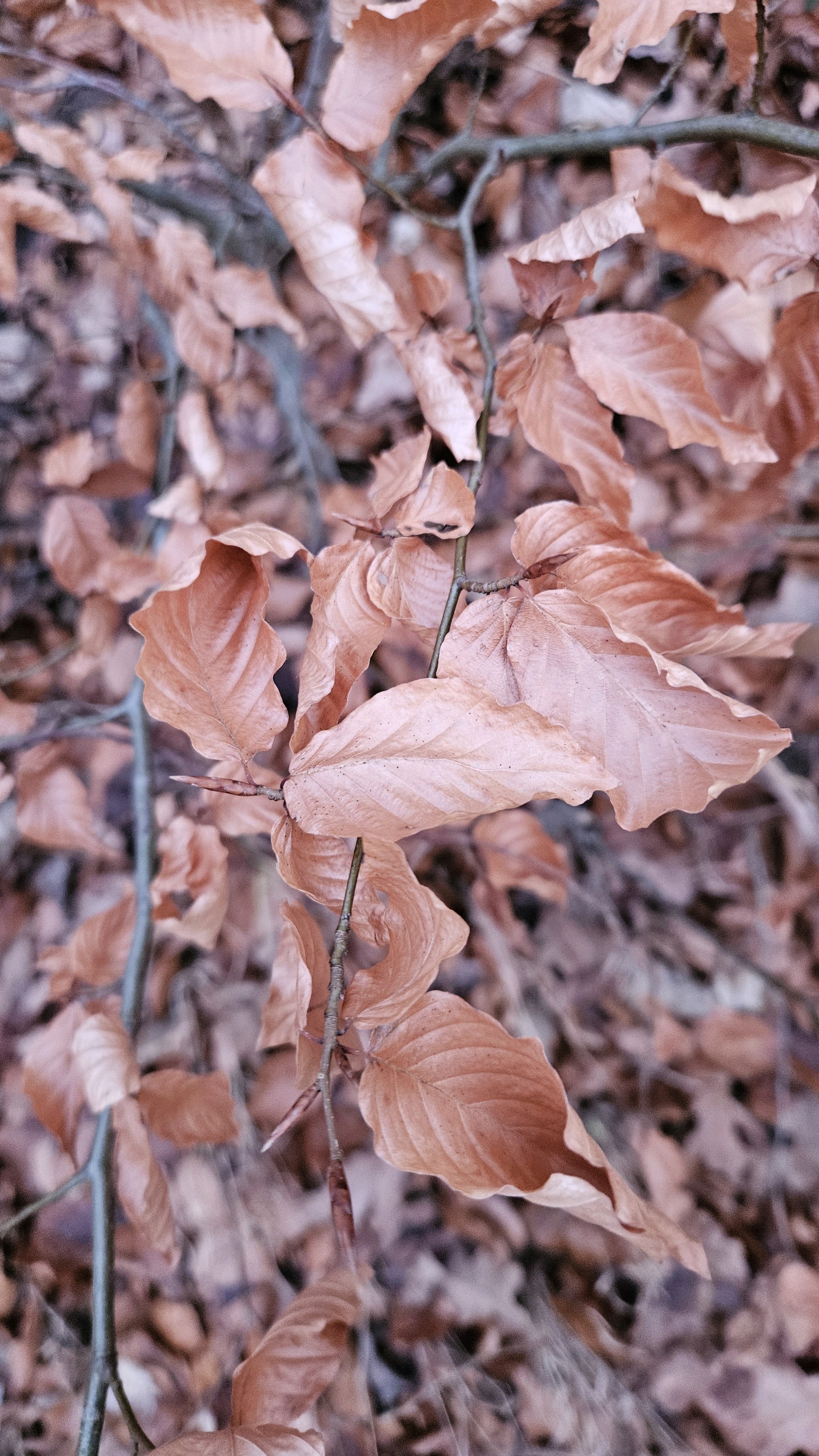 Fagus (beeches) (alternate view 2)