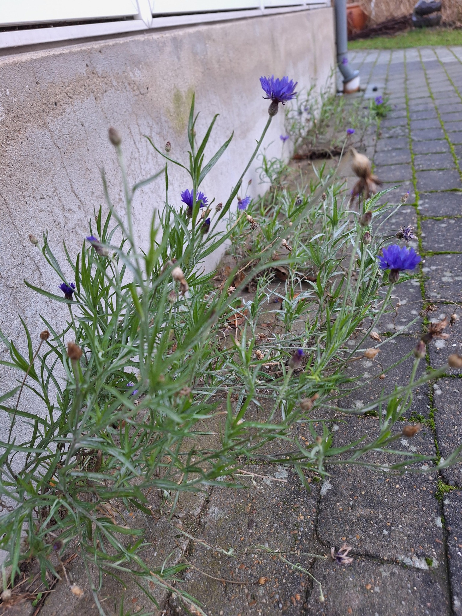 Centaurea (knapweeds)