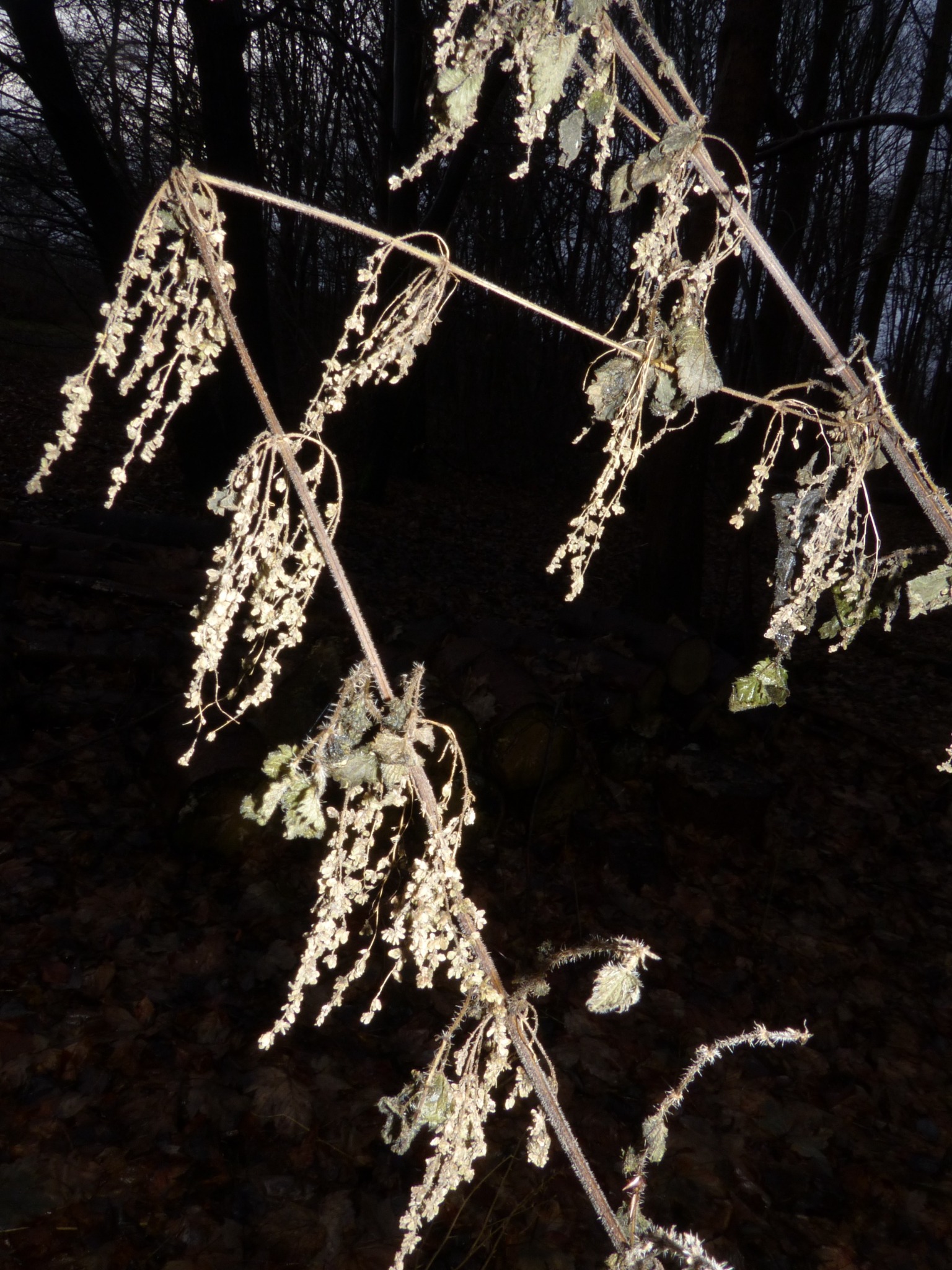Urtica dioica (stinging nettle) (alternate view 12)