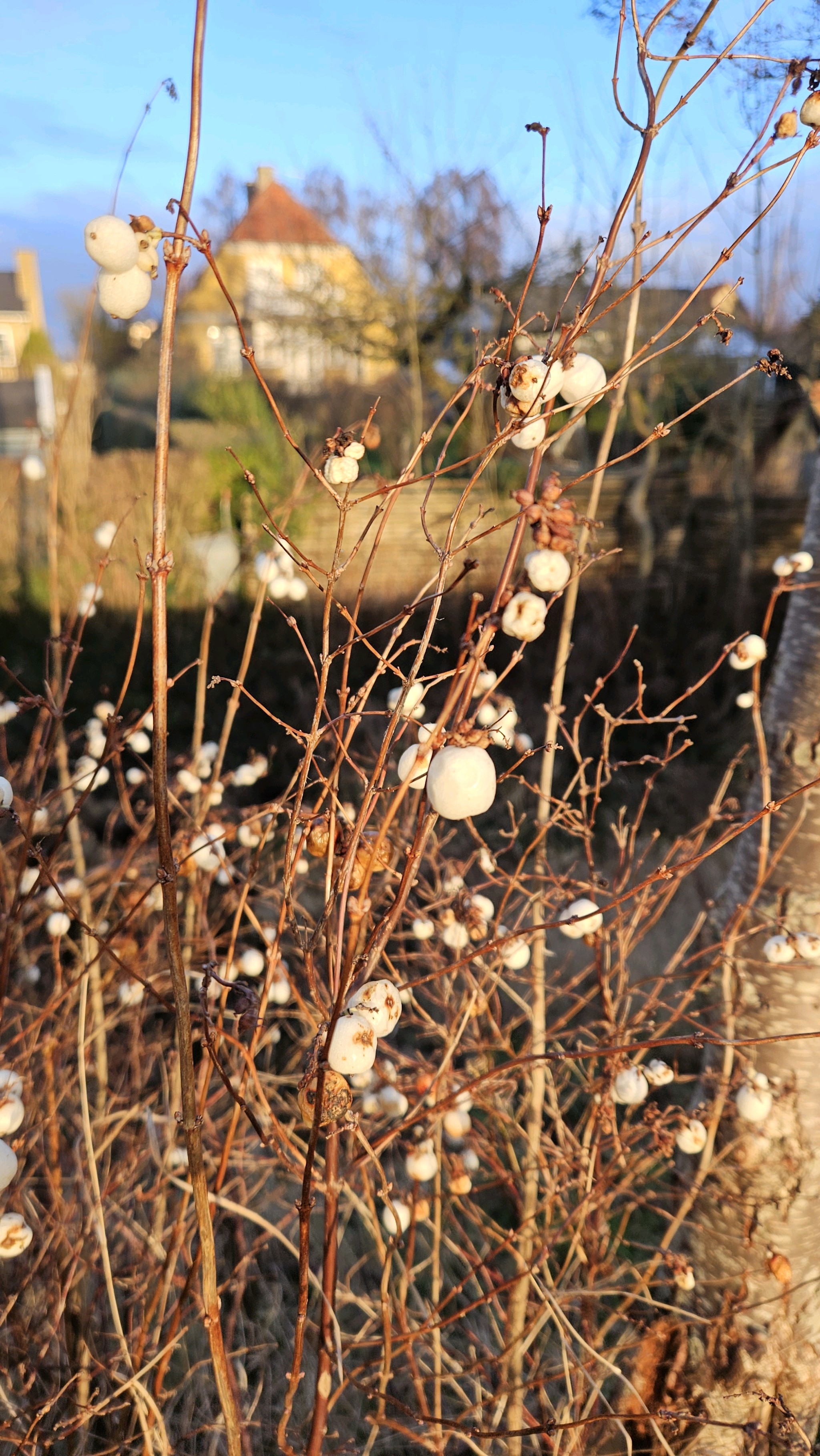 Symphoricarpos albus (snowberry) (alternate view 14)