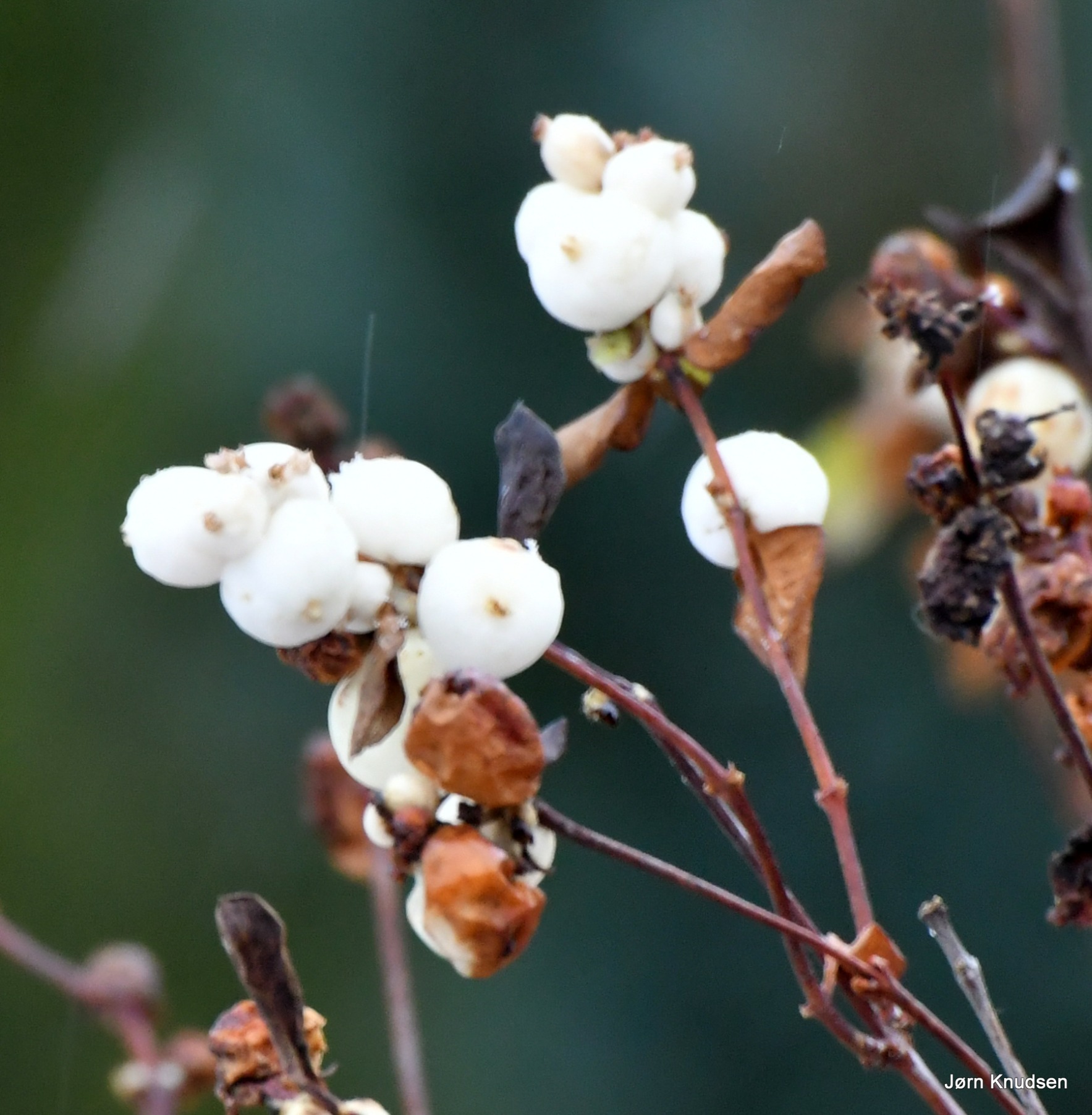 Symphoricarpos albus (snowberry) (alternate view 15)