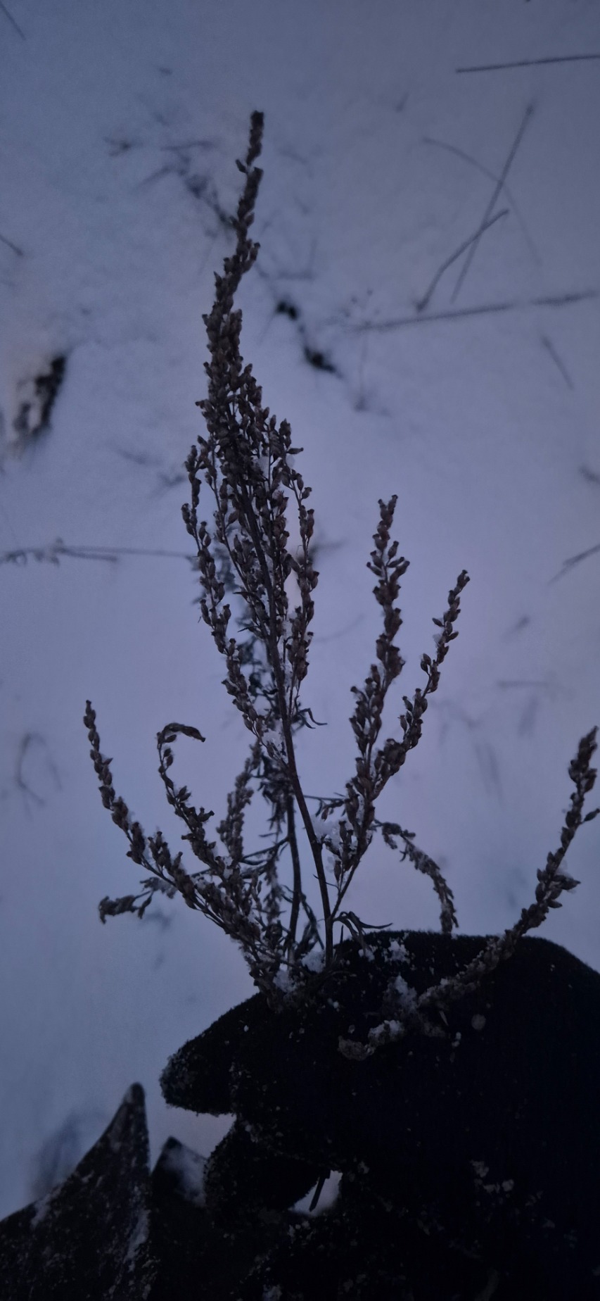Artemisia vulgaris (common mugwort) (alternate view 11)