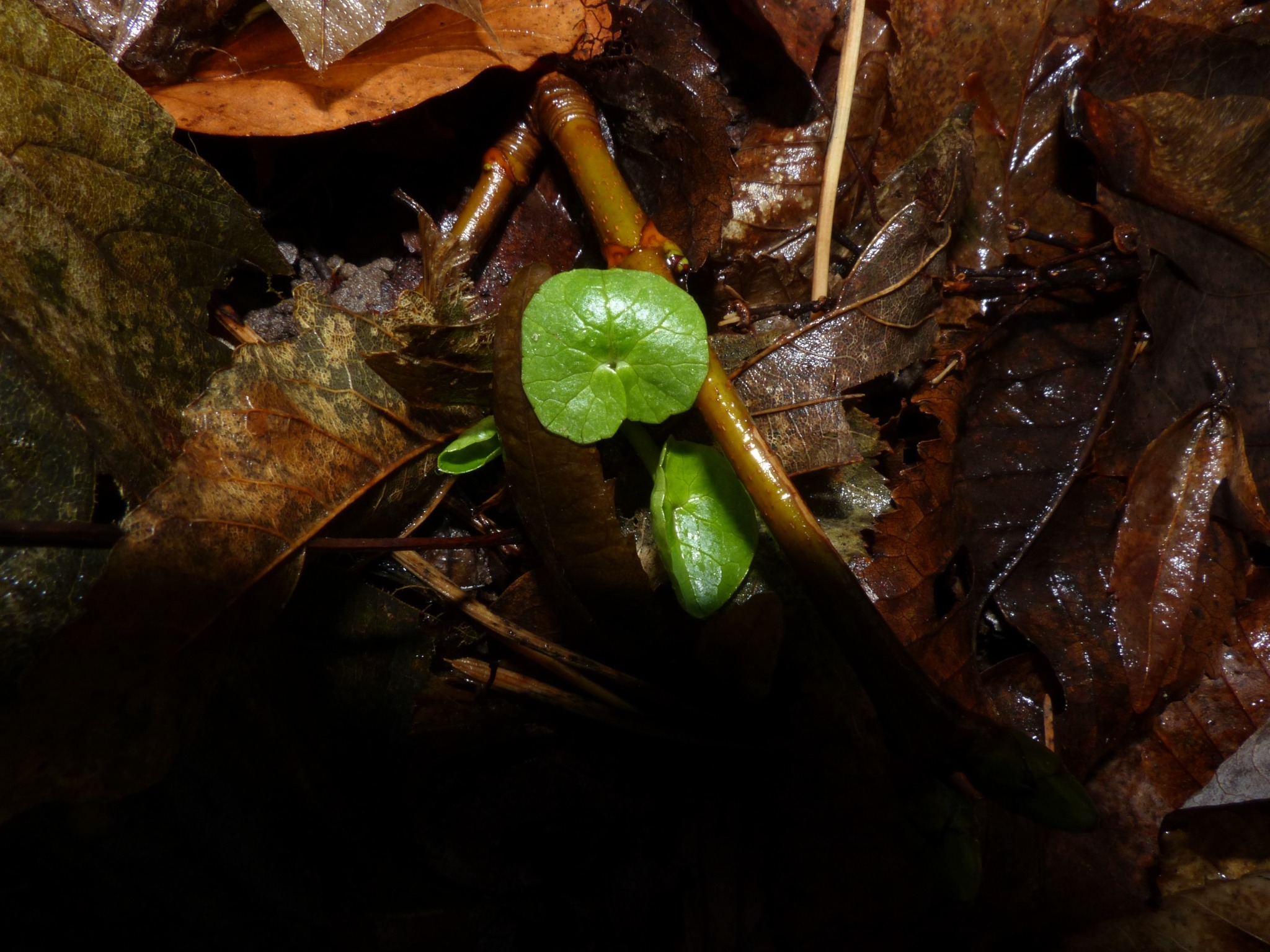 Ficaria verna (lesser celandine) (alternate view 10)