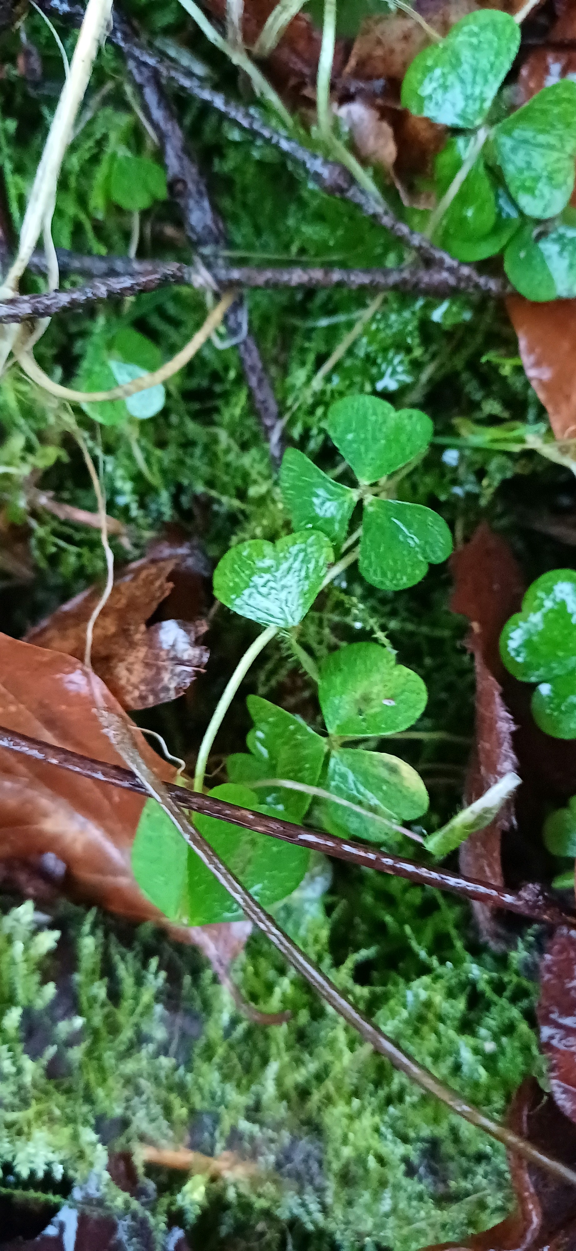 Oxalis (Woodsorrels) (alternate view 2)