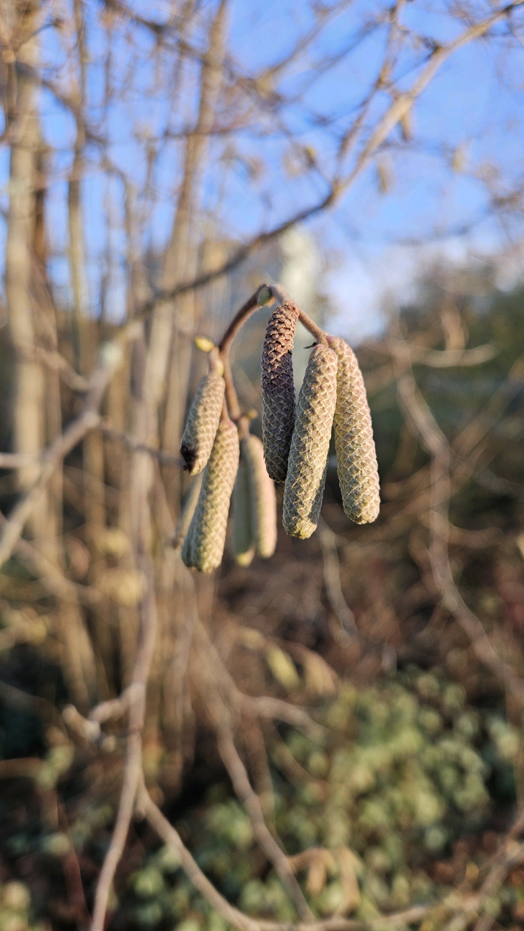 Corylus avellana (alternate view 3)