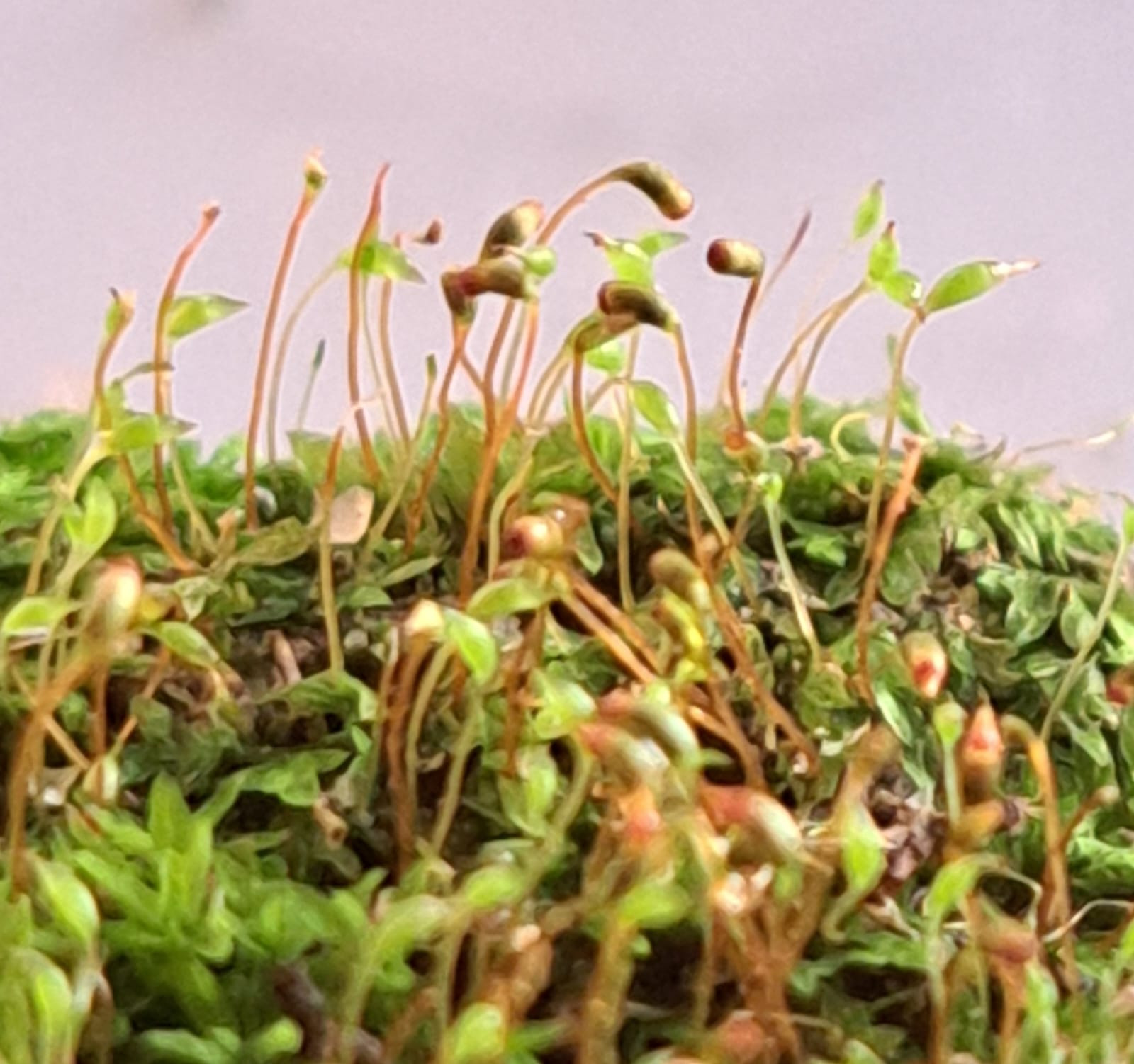 Fissidens (pocket mosses)
