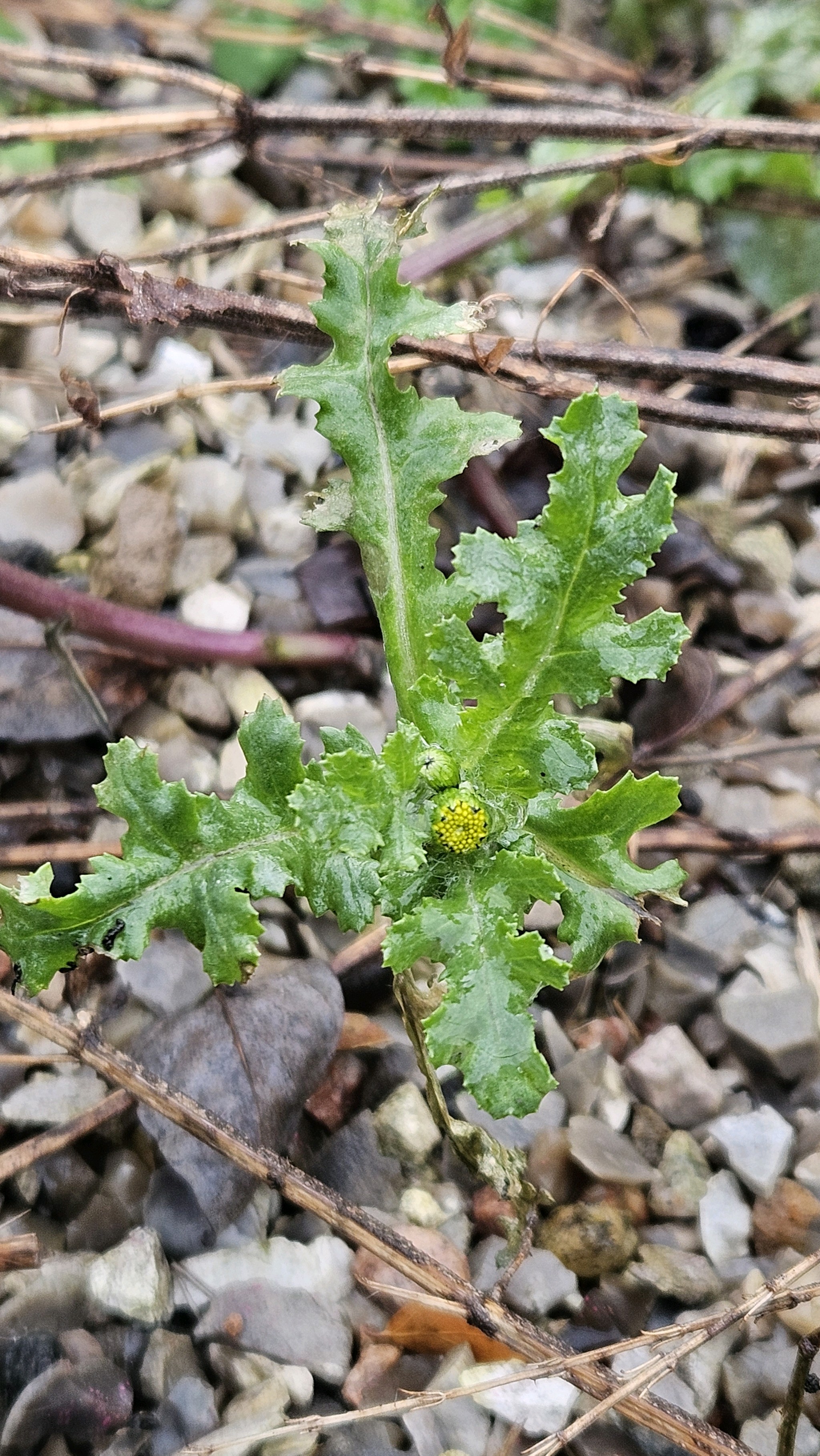 Senecio (groundsels) (alternate view 3)