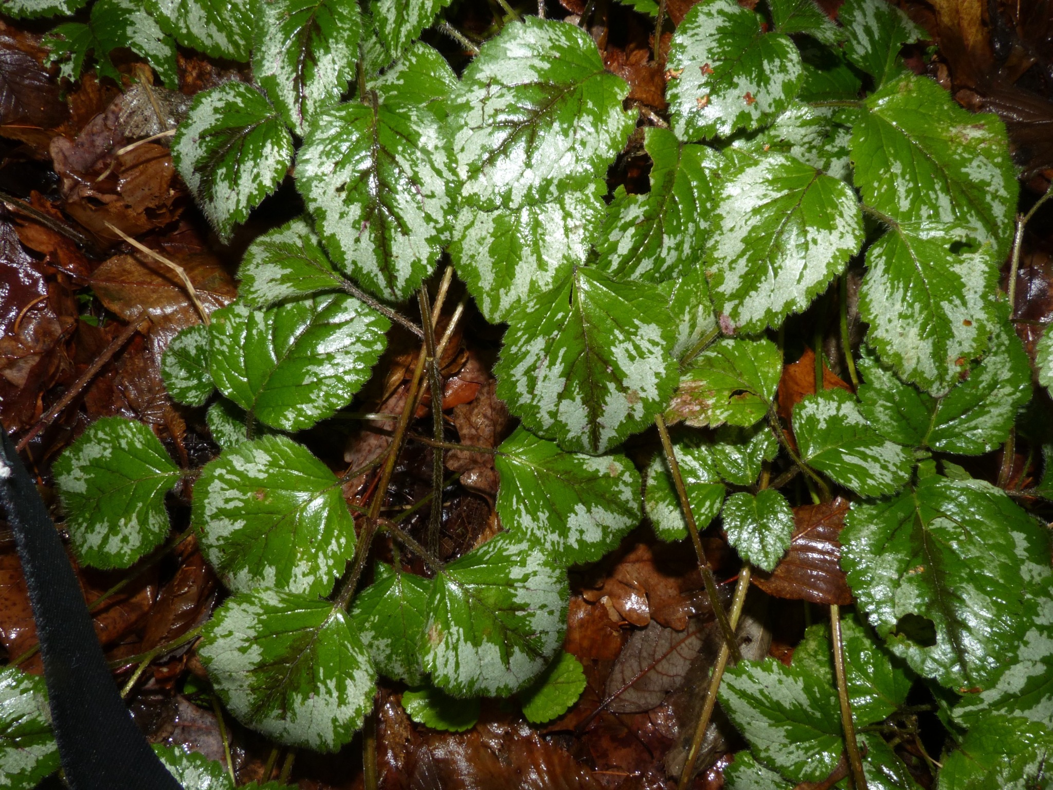 Lamiastrum galeobdolon (yellow archangel) (alternate view 2)