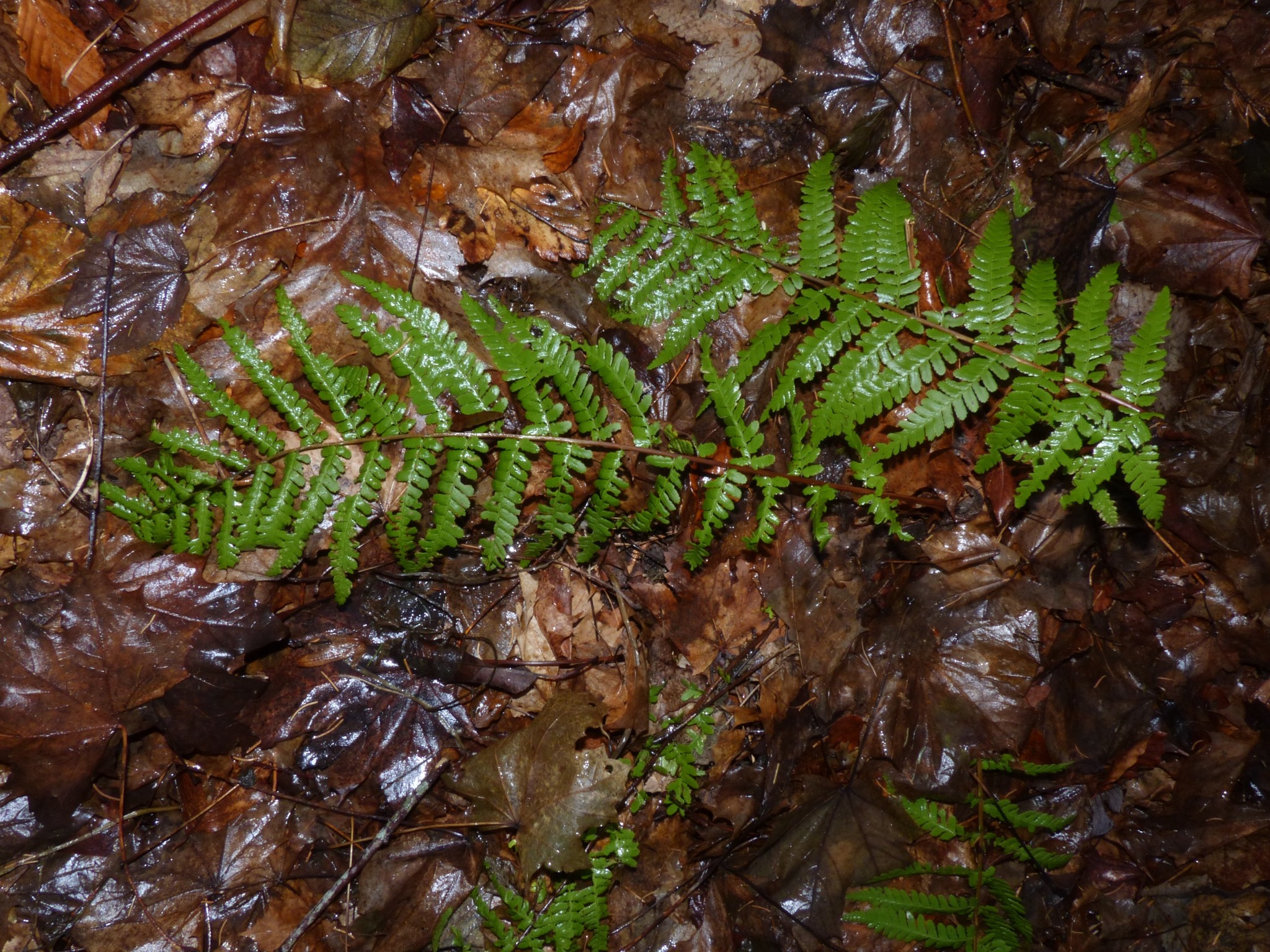 Dryopteris filix-mas (Male Fern) (alternate view 11)