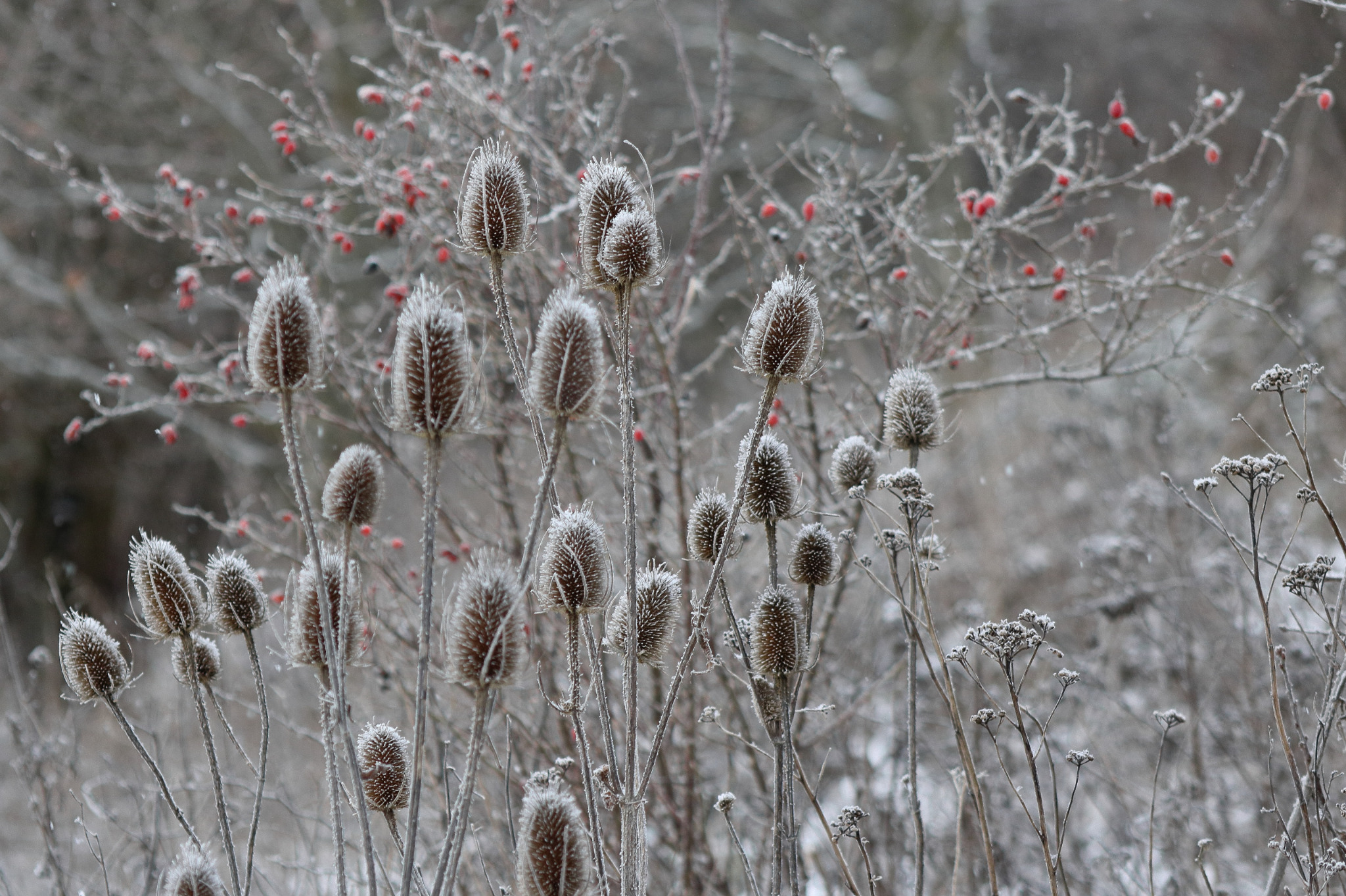 Dipsacus fullonum (common teasel) (alternate view 11)