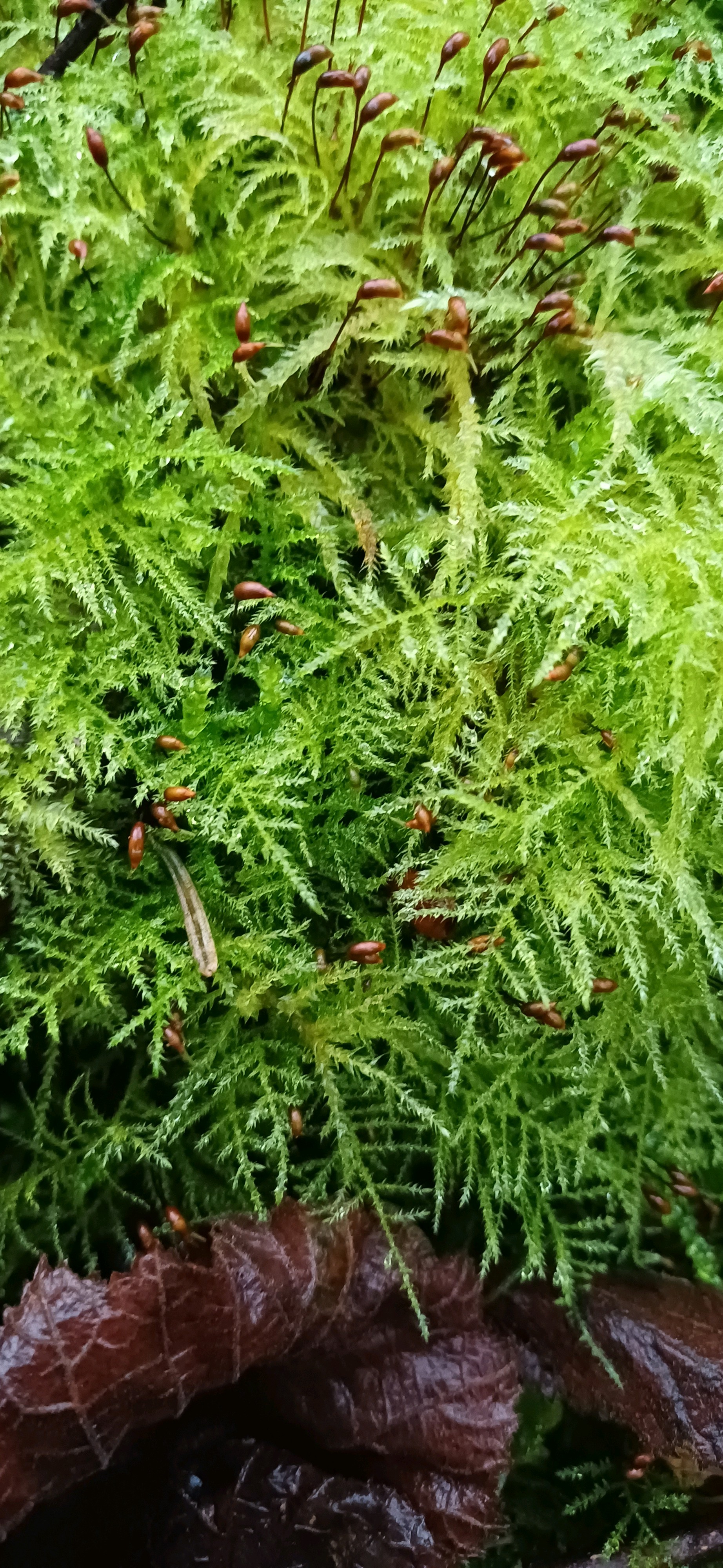 Kindbergia praelonga (Common Feather-moss) (alternate view 14)