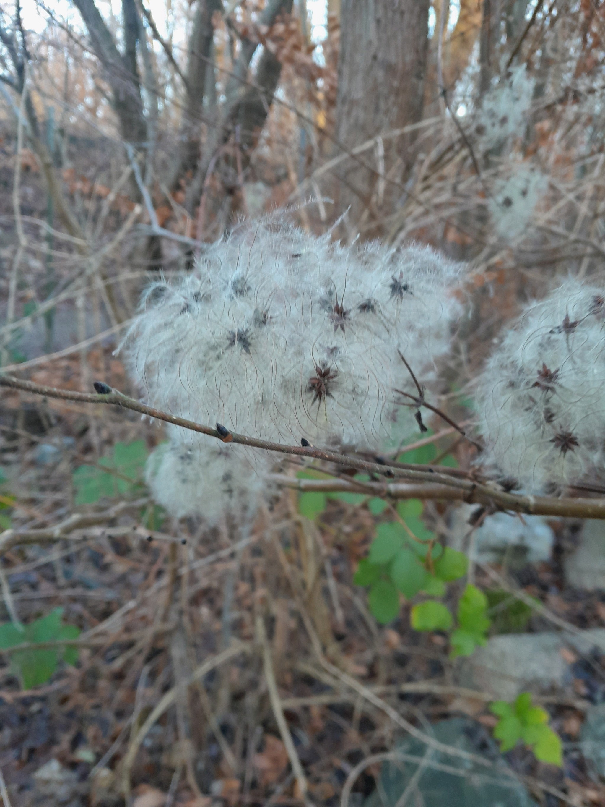 Clematis vitalba (travelers-joy) (alternate view 11)