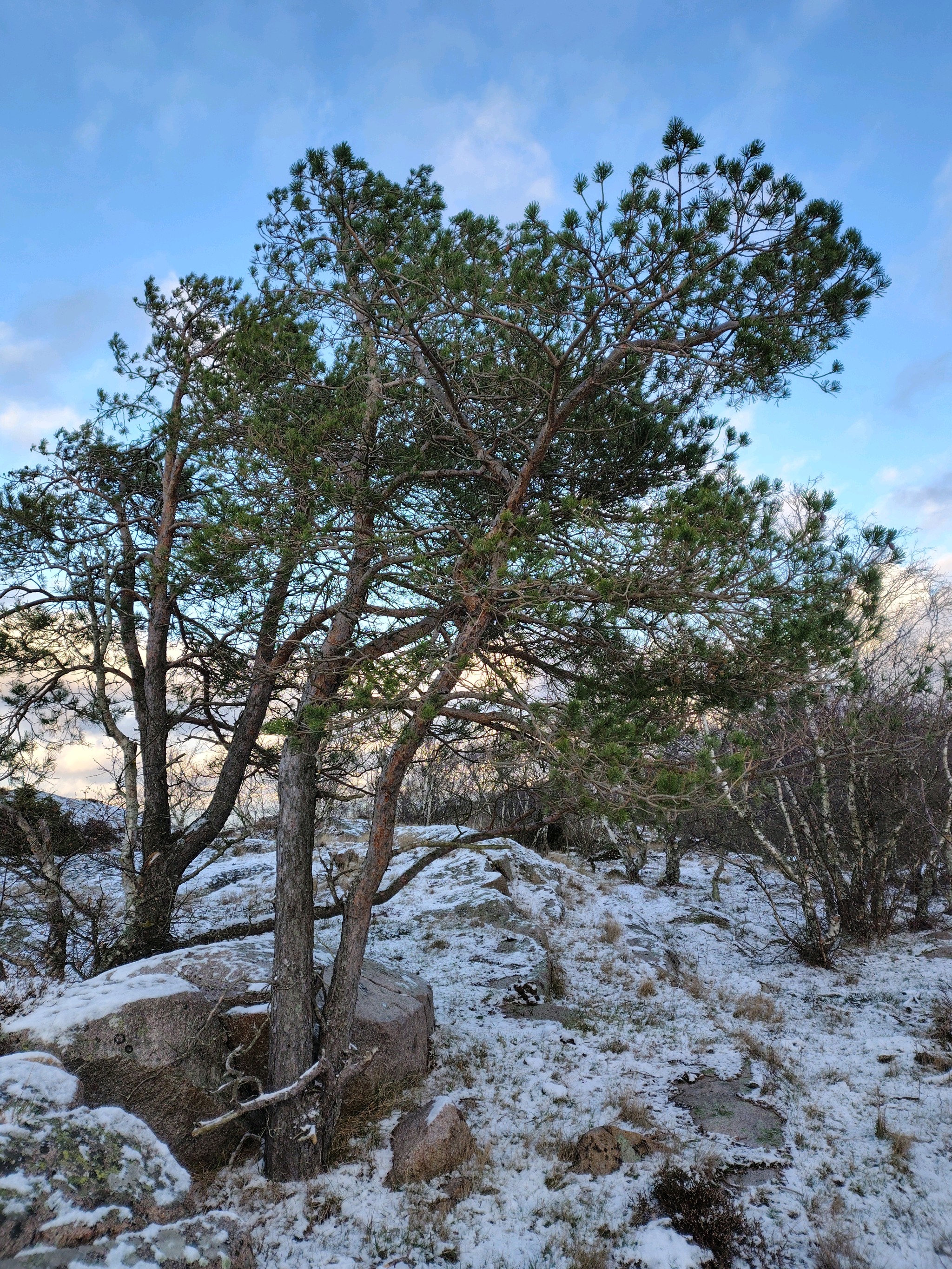 Pinus sylvestris (Scots Pine) (alternate view 4)