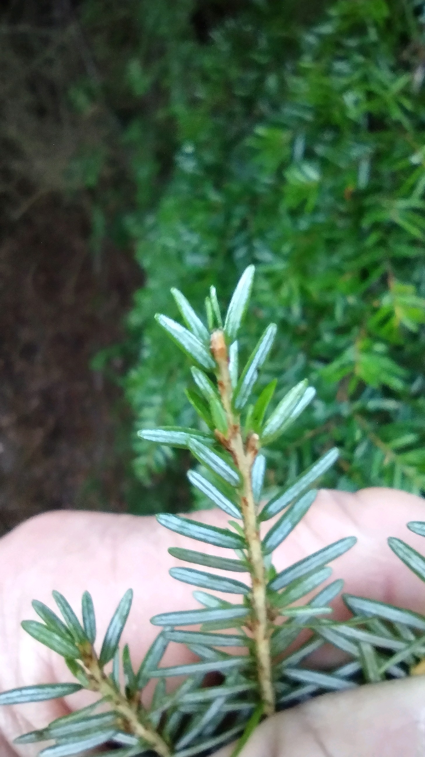 Tsuga heterophylla (western hemlock) (alternate view 10)