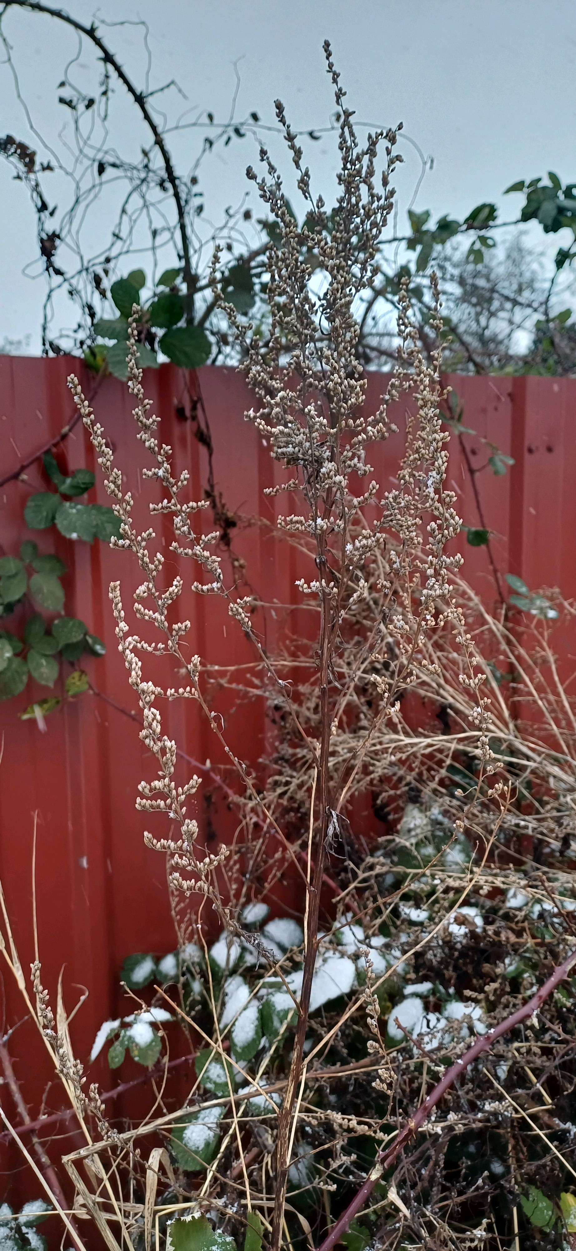 Artemisia vulgaris (common mugwort) (alternate view 13)