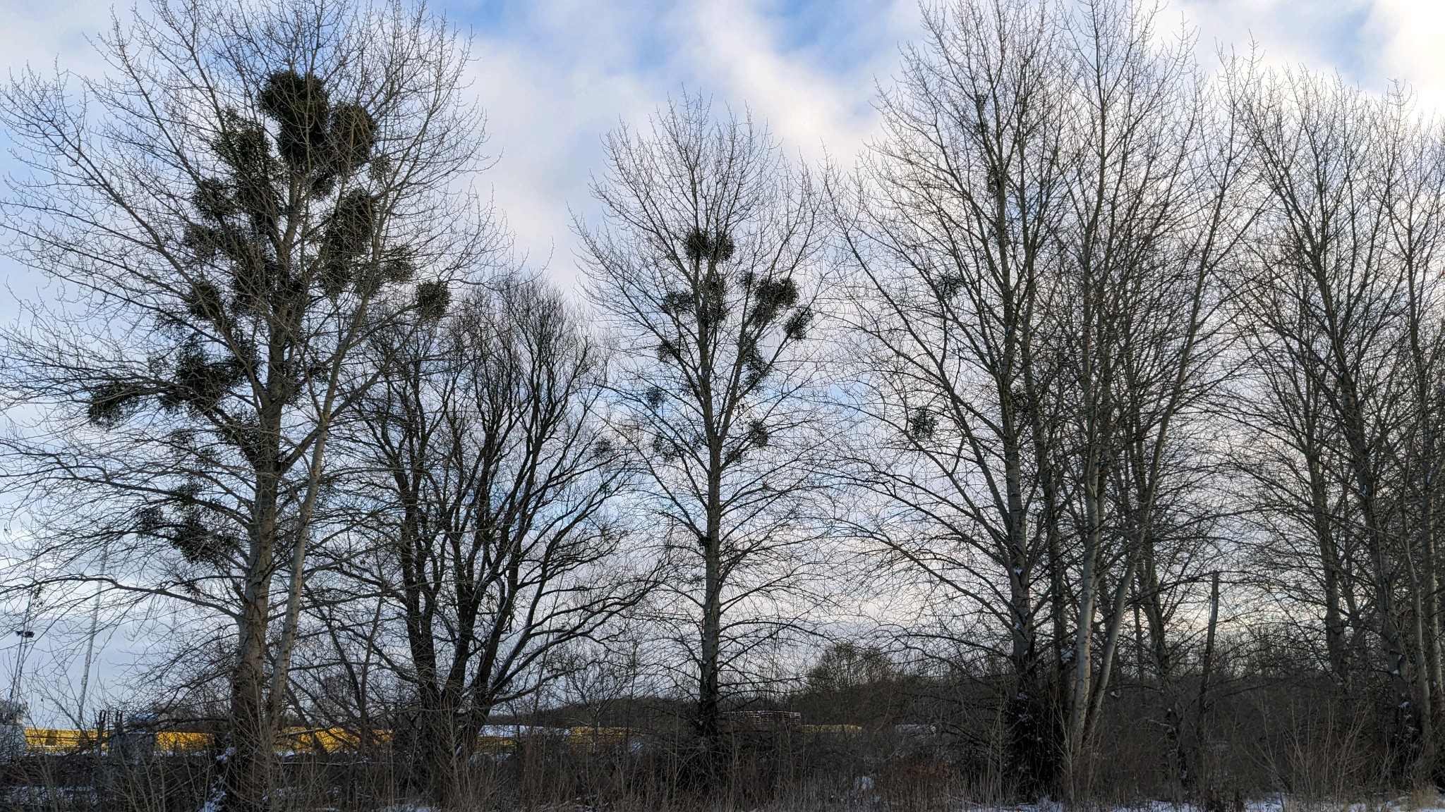 Viscum album (European mistletoe) (alternate view 9)