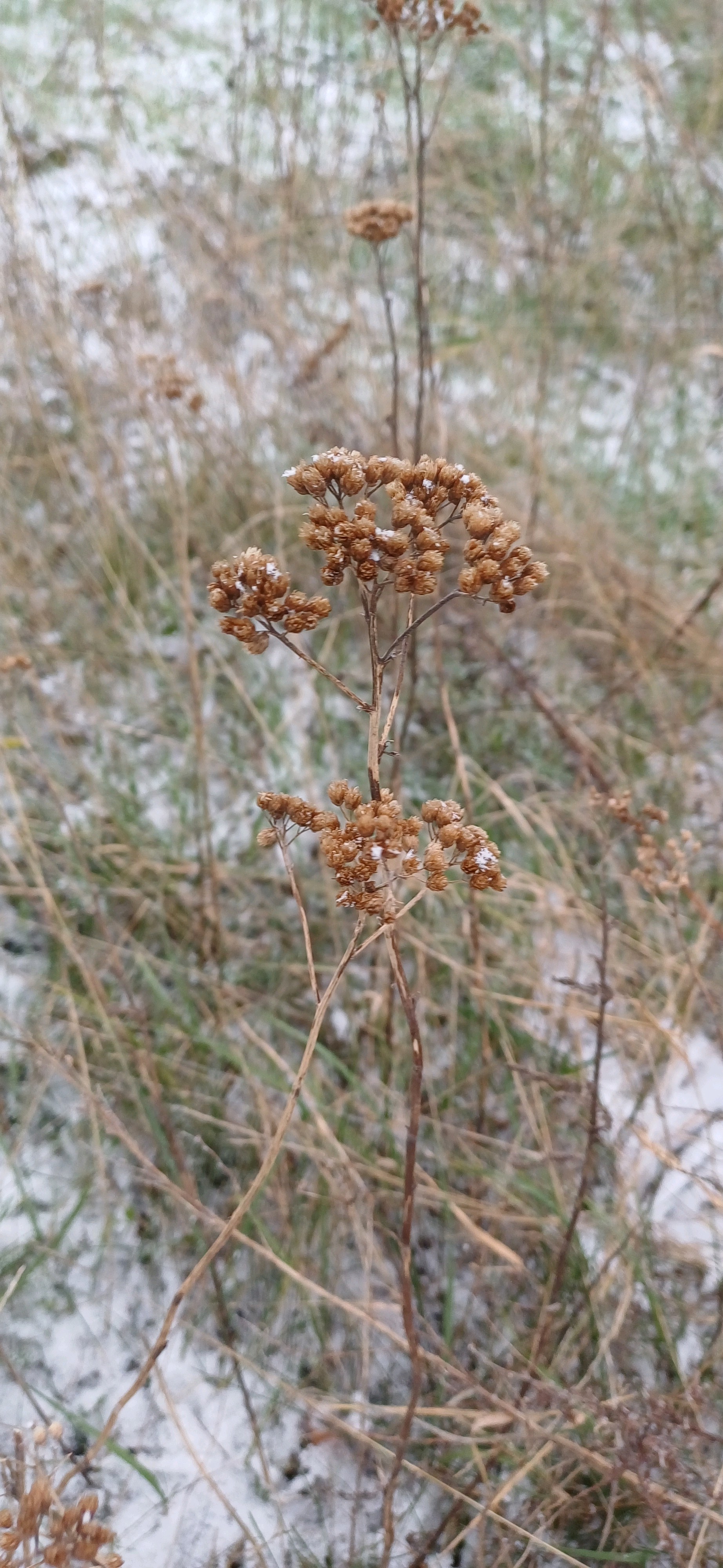 Achillea millefolium (common yarrow) (alternate view 7)