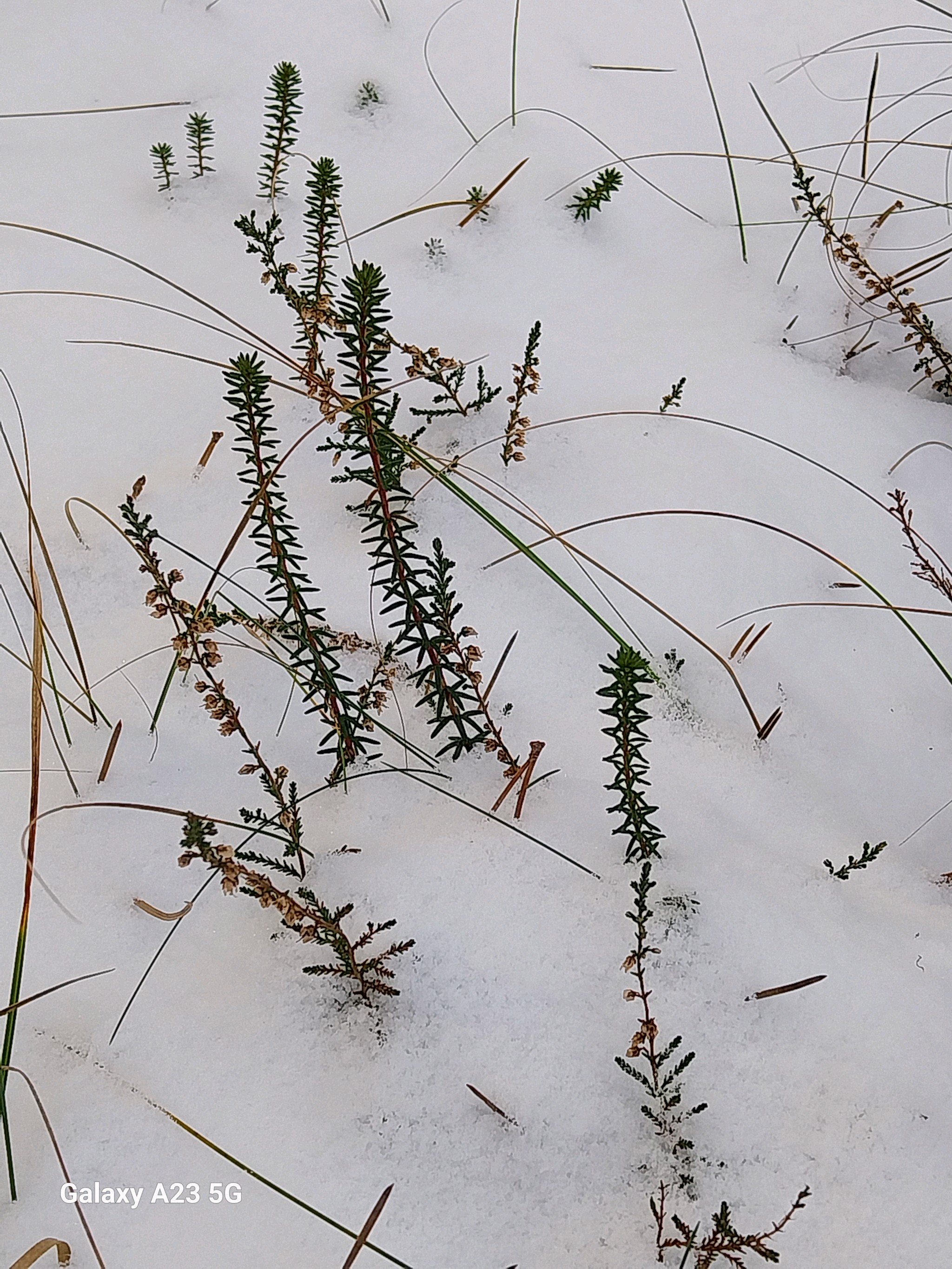 Empetrum nigrum (black crowberry) (alternate view 12)