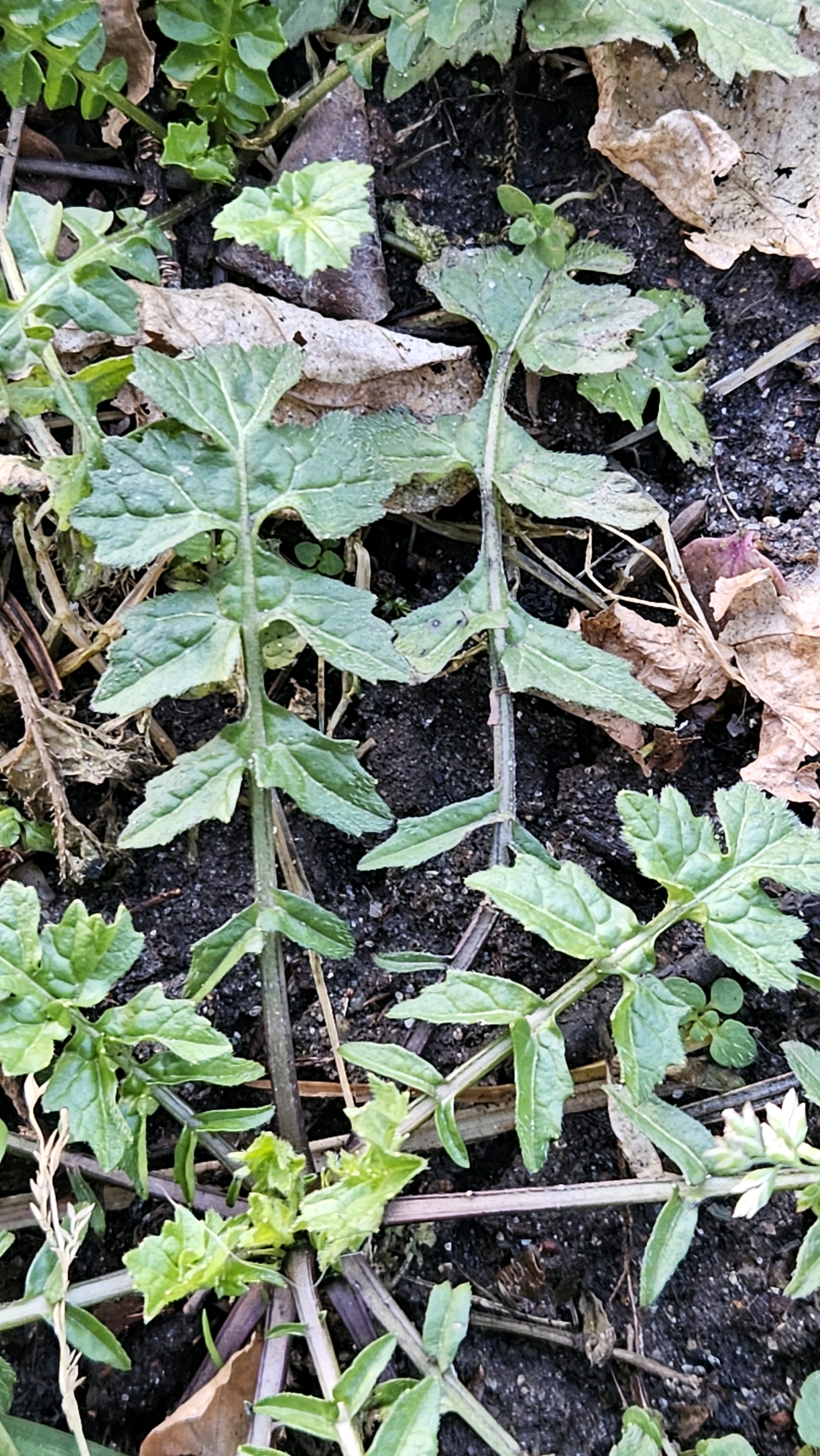 Sisymbrium (Hedgemustards)