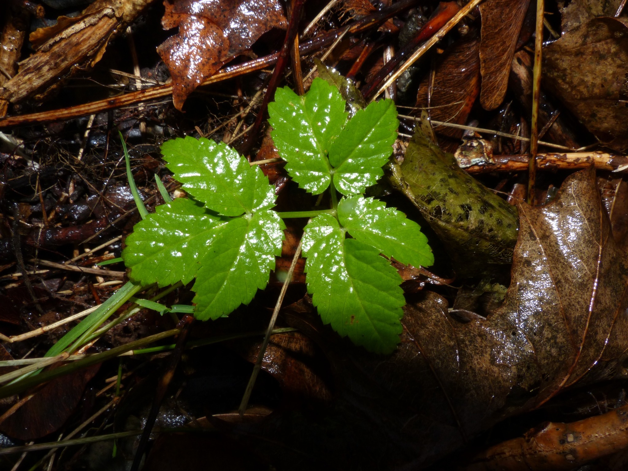 Aegopodium podagraria (Goutweed) (alternate view 13)