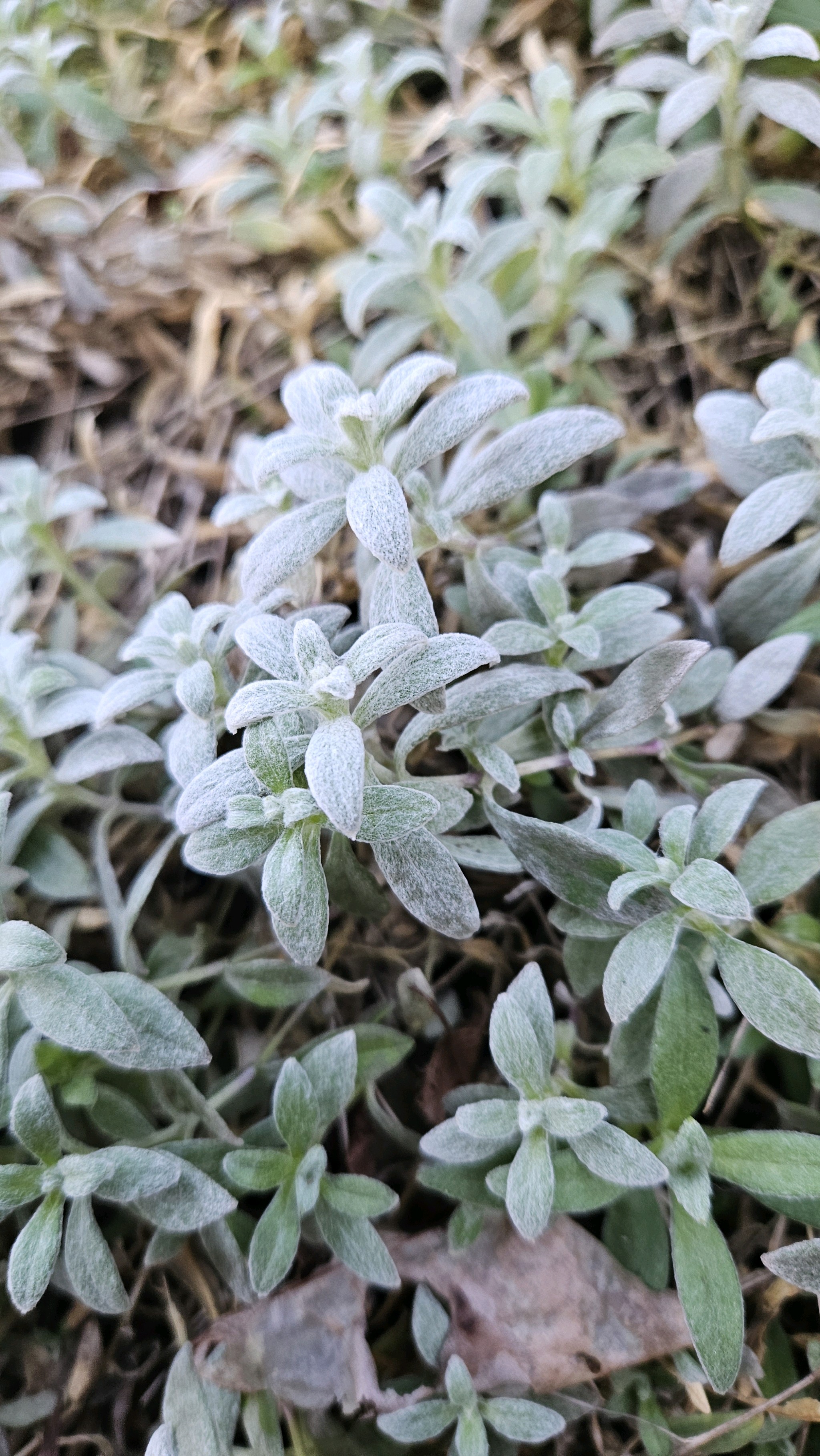 Cerastium (Mouse-ear Chickweeds) (alternate view 4)
