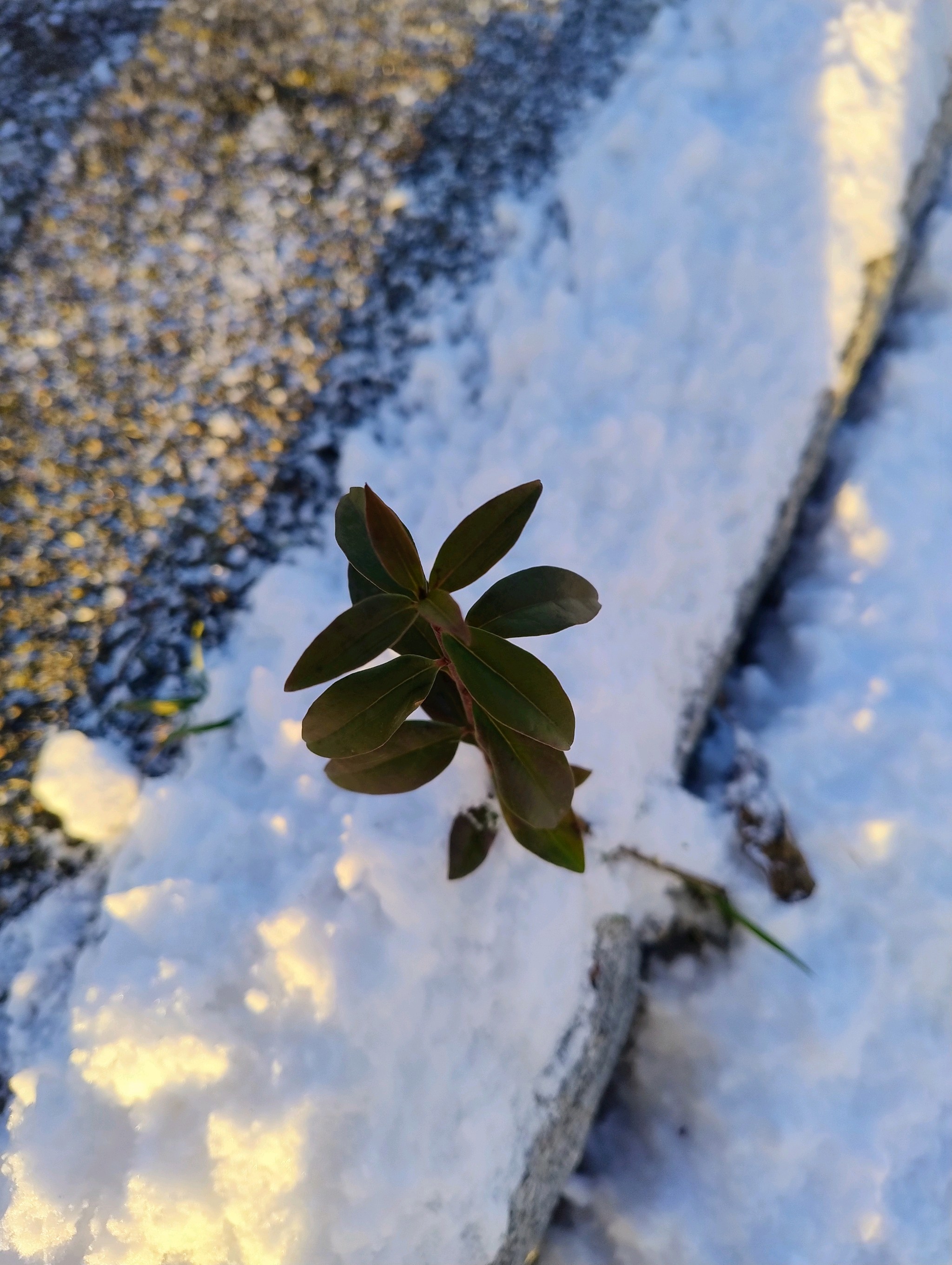 Ligustrum vulgare (common privet) (alternate view 12)