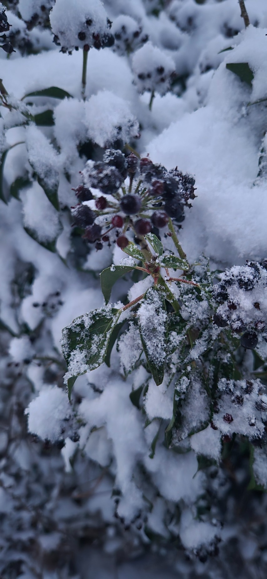 Hedera helix (English Ivy)