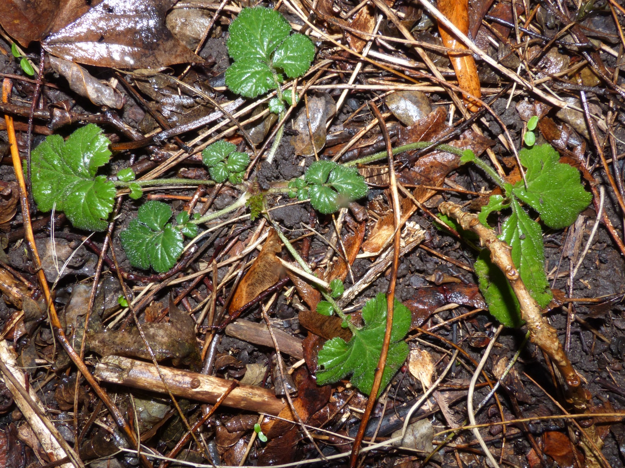 Geum (avens) (alternate view 2)