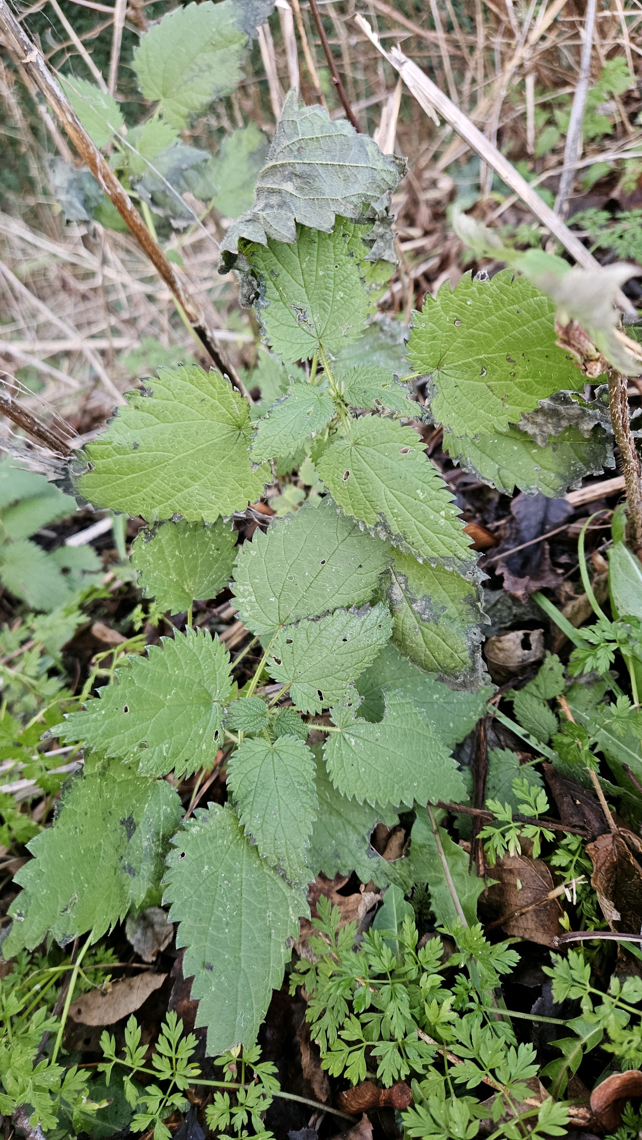 Urtica dioica (stinging nettle) (alternate view 14)