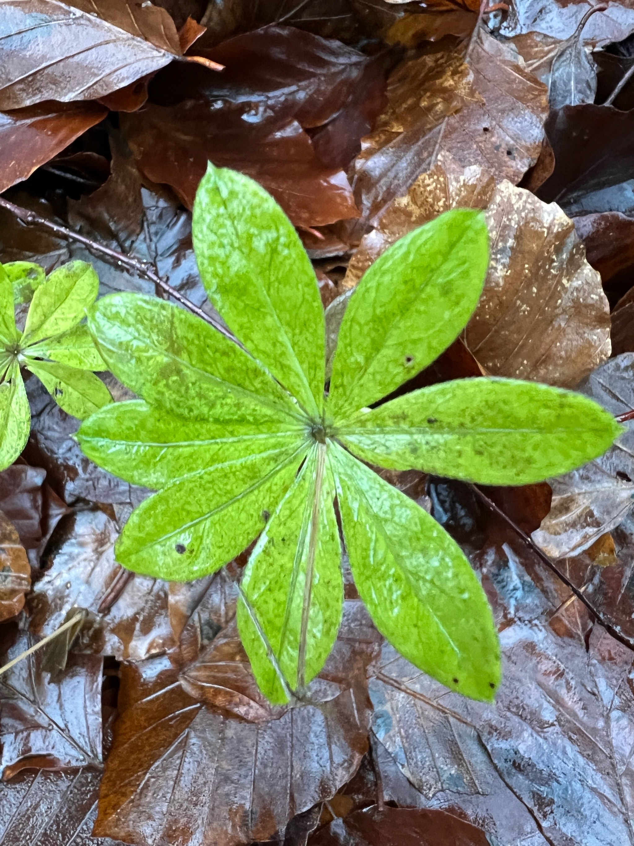 Galium odoratum (sweet woodruff) (alternate view 14)
