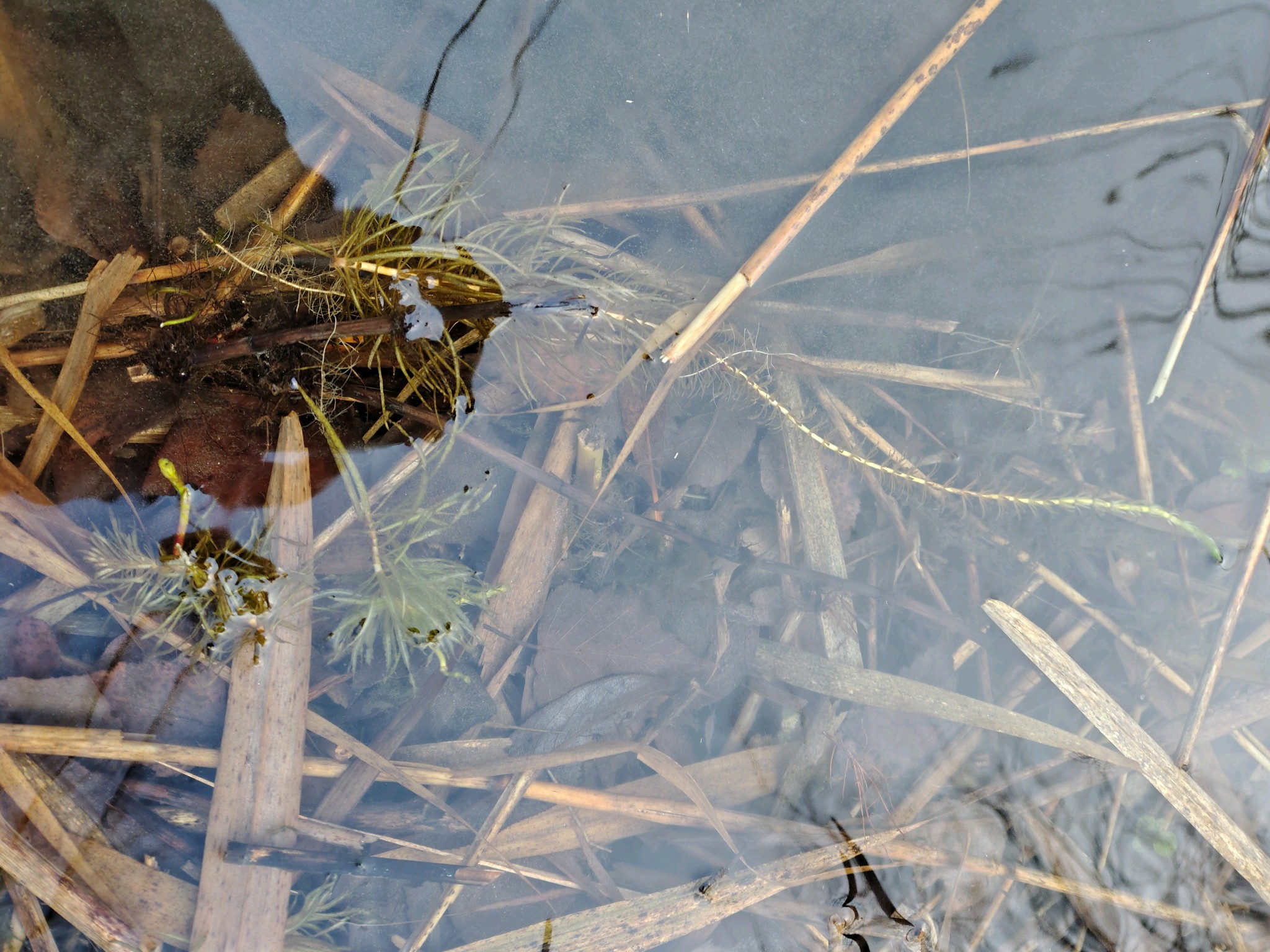 Hippuris vulgaris (Common Mare's Tail) (alternate view 12)