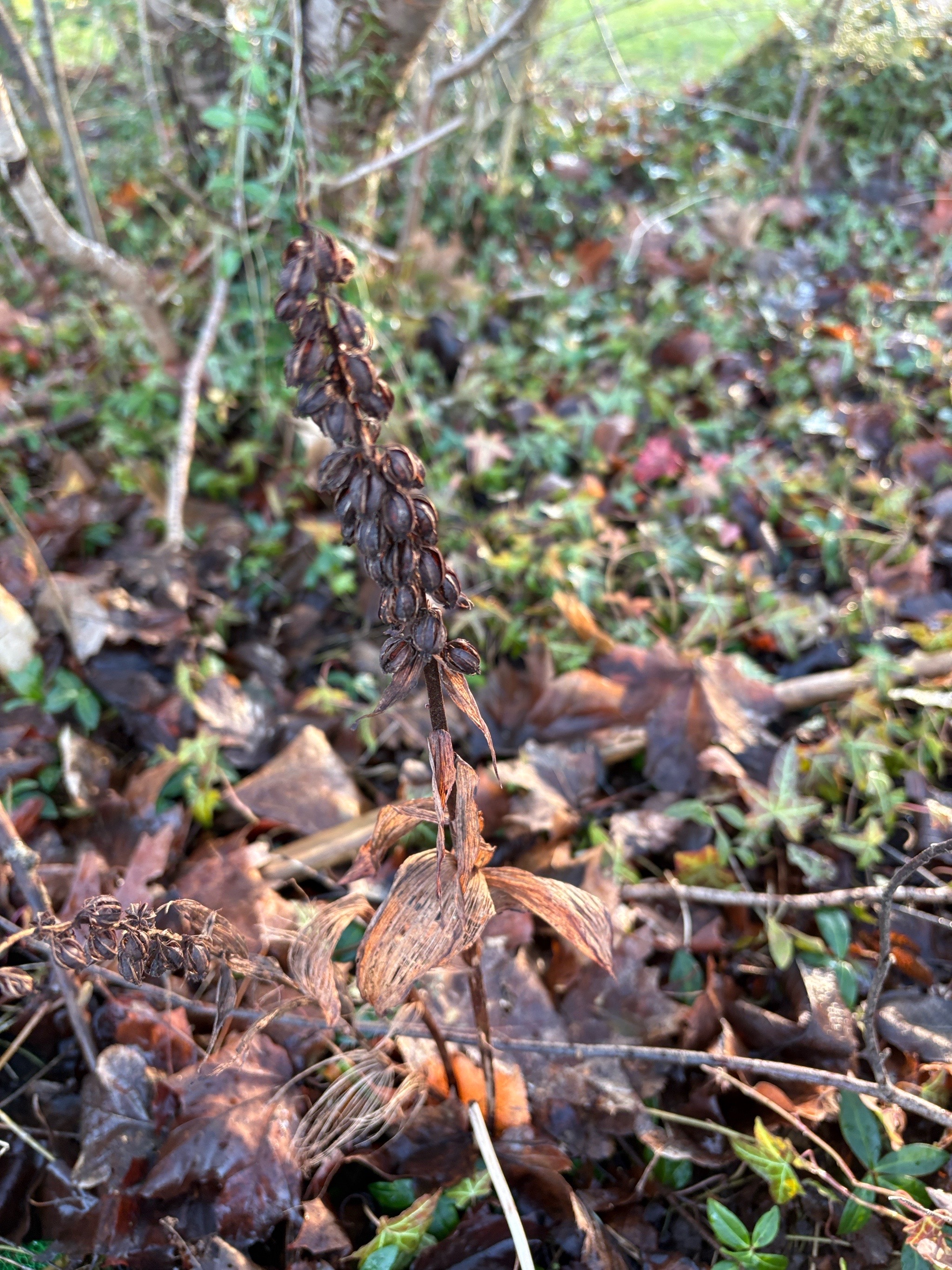 Epipactis (Helleborines) (alternate view 2)