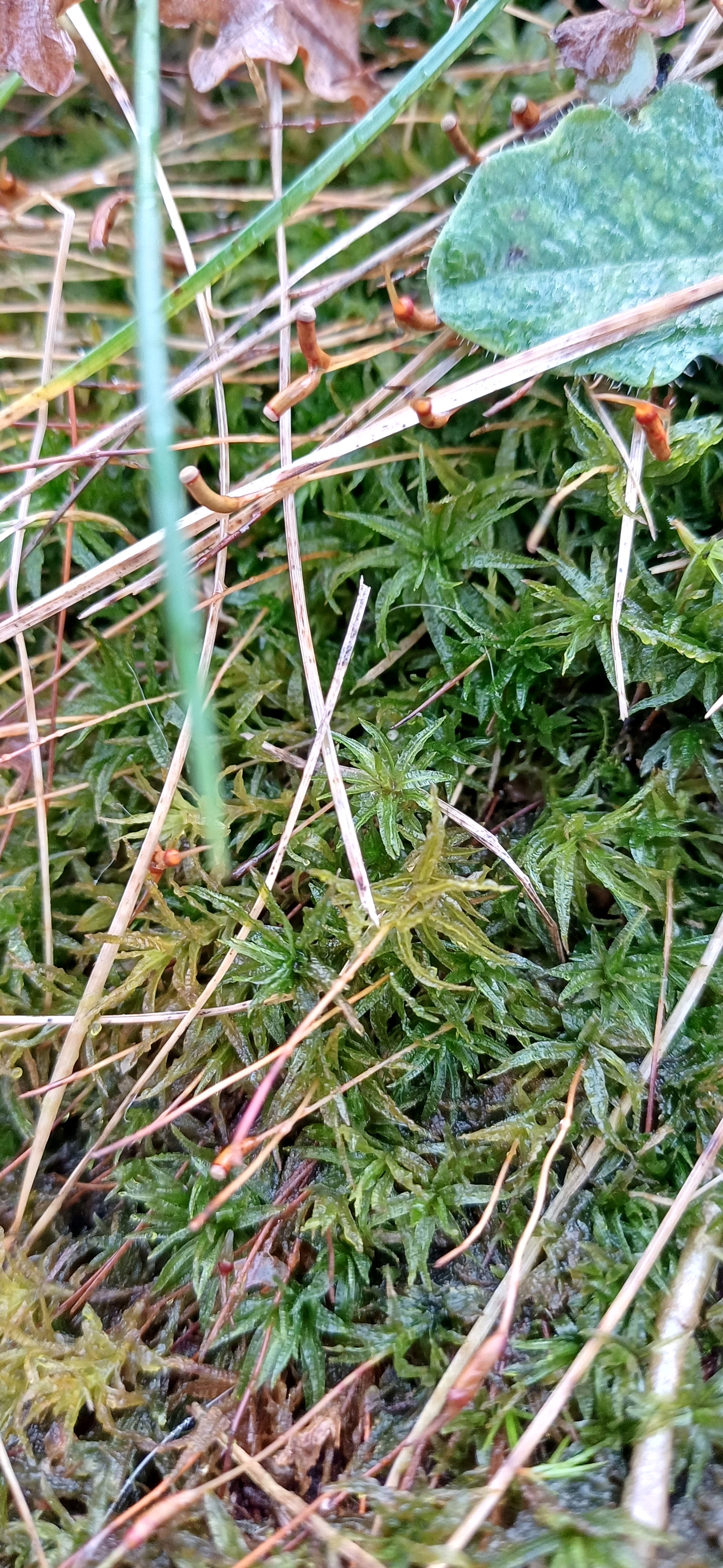 Atrichum (Smoothcap Mosses) (alternate view 4)