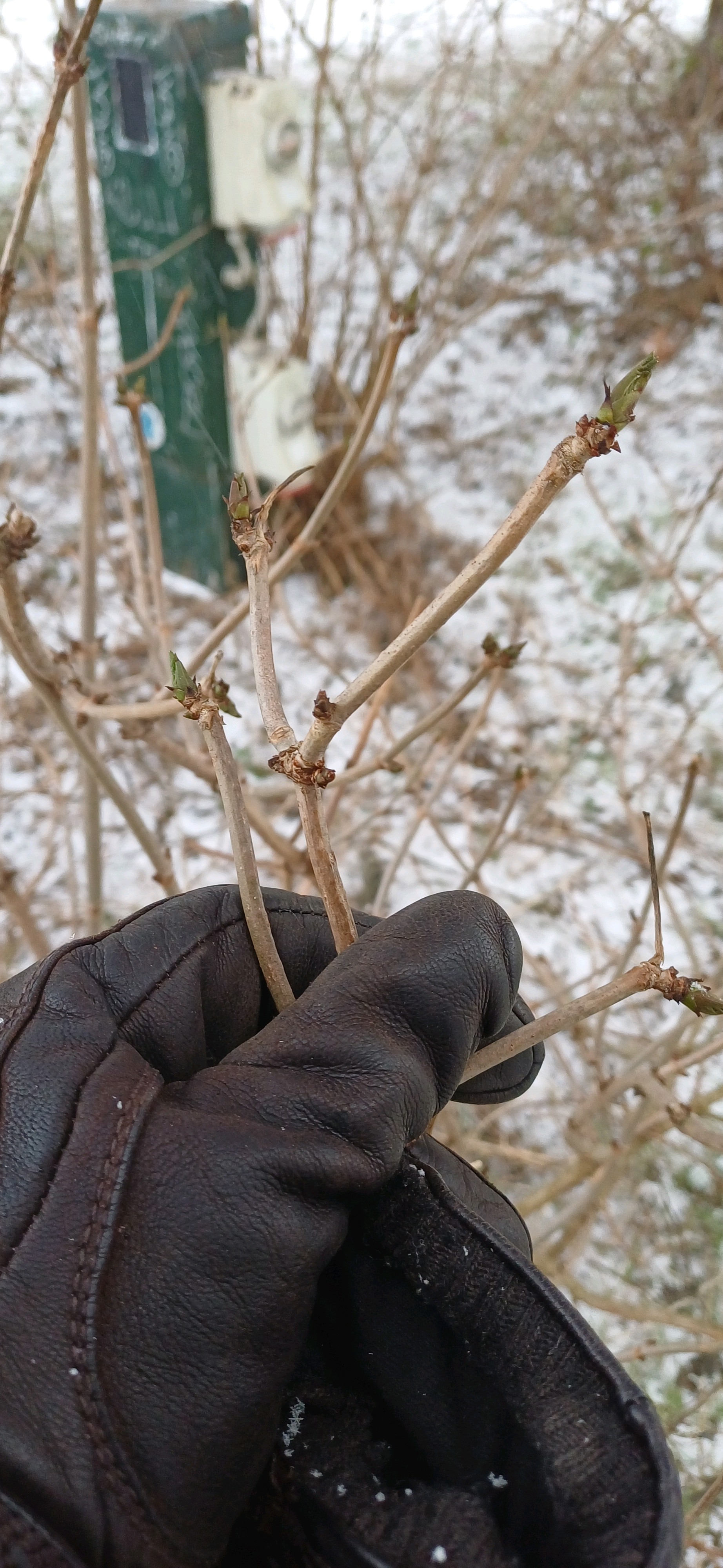 Sambucus nigra (alternate view 3)