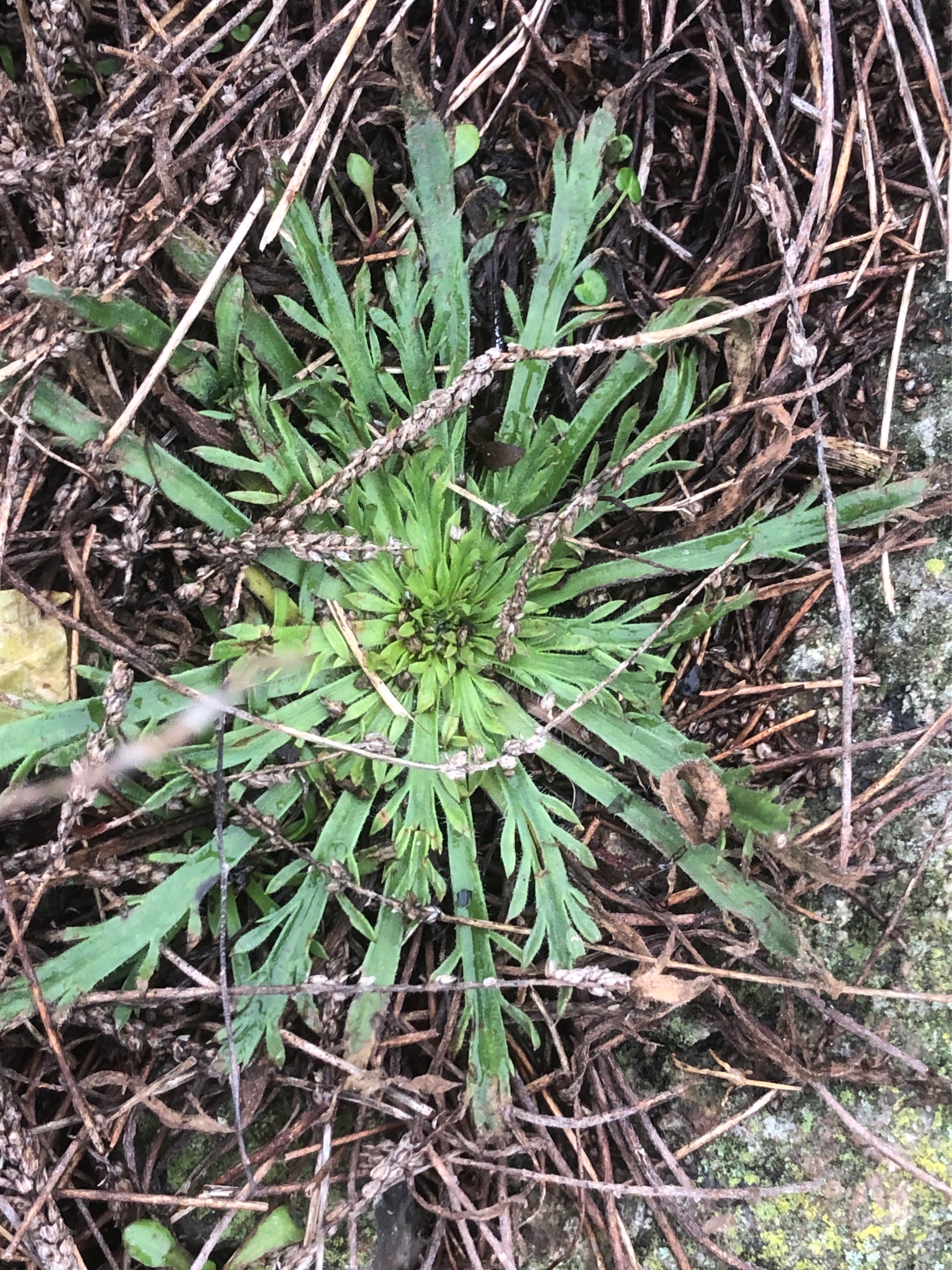 Plantago coronopus (Buck's-horn Plantain) (alternate view 12)