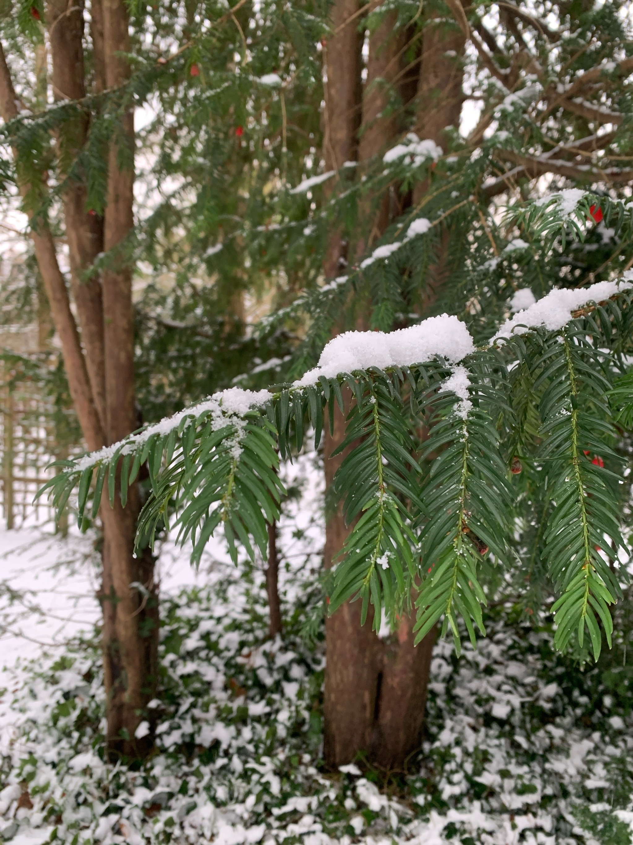 Taxus baccata (English yew)
