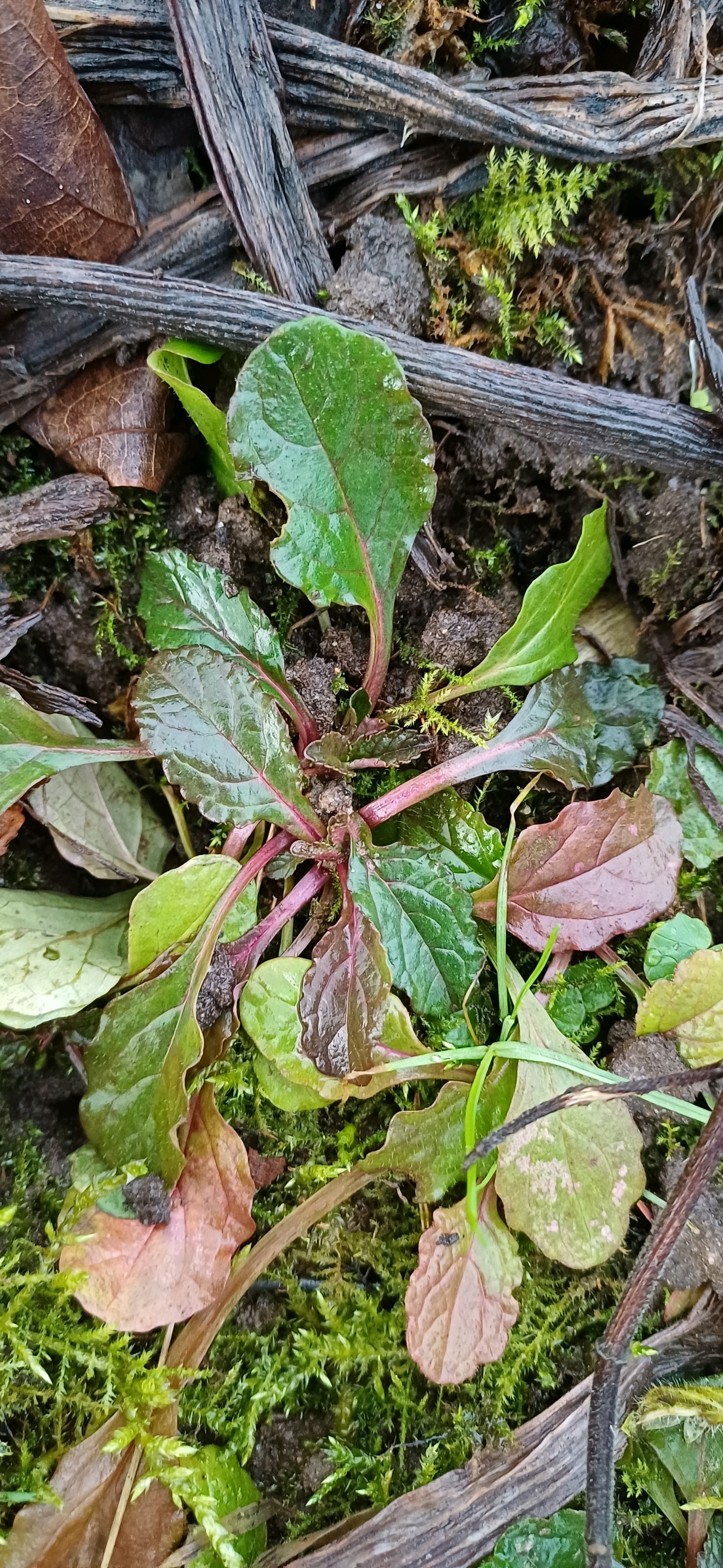 Ajuga (Bugles) (alternate view 3)